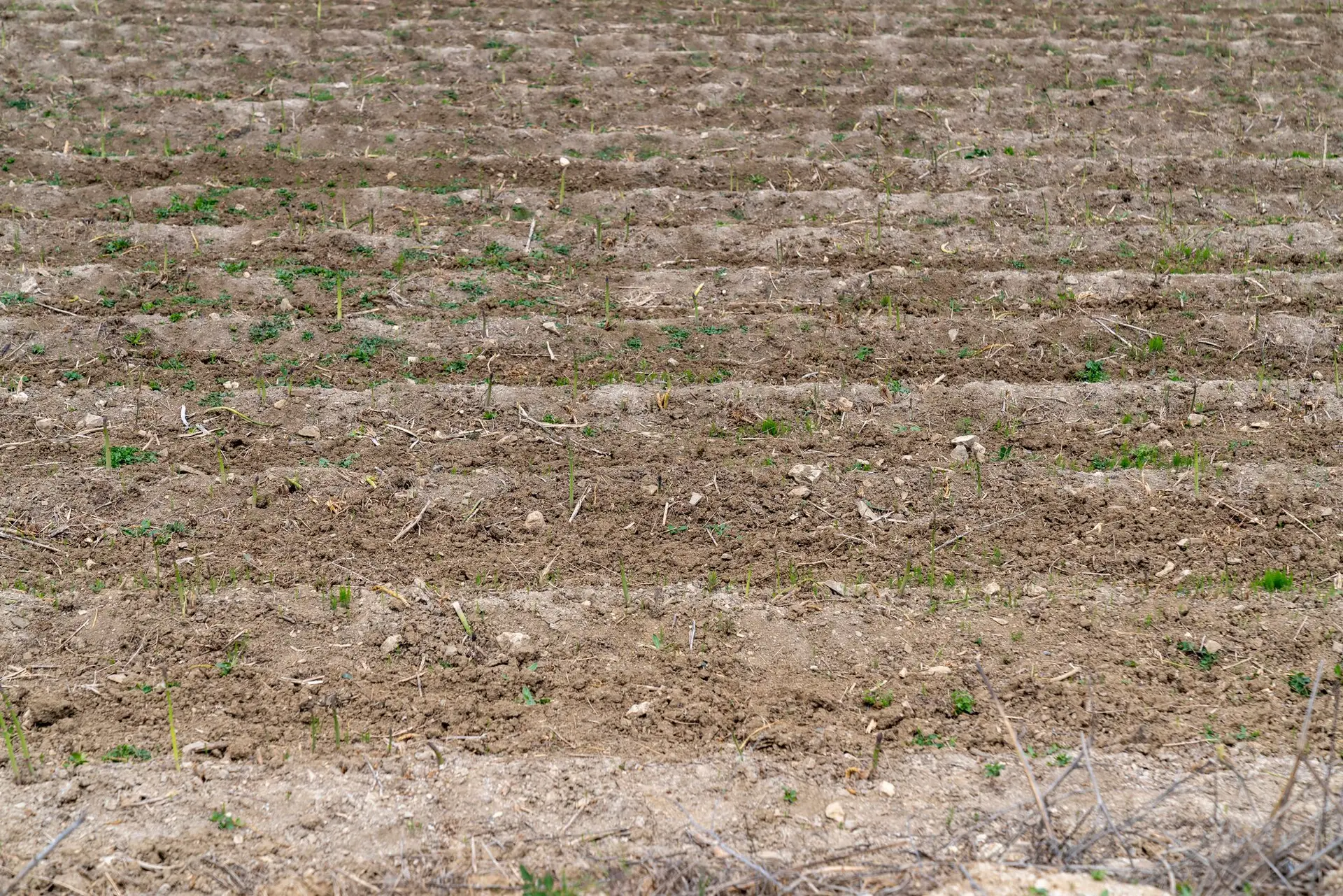 Seca: chuva nos próximos dias não será suficiente para recuperar os campos