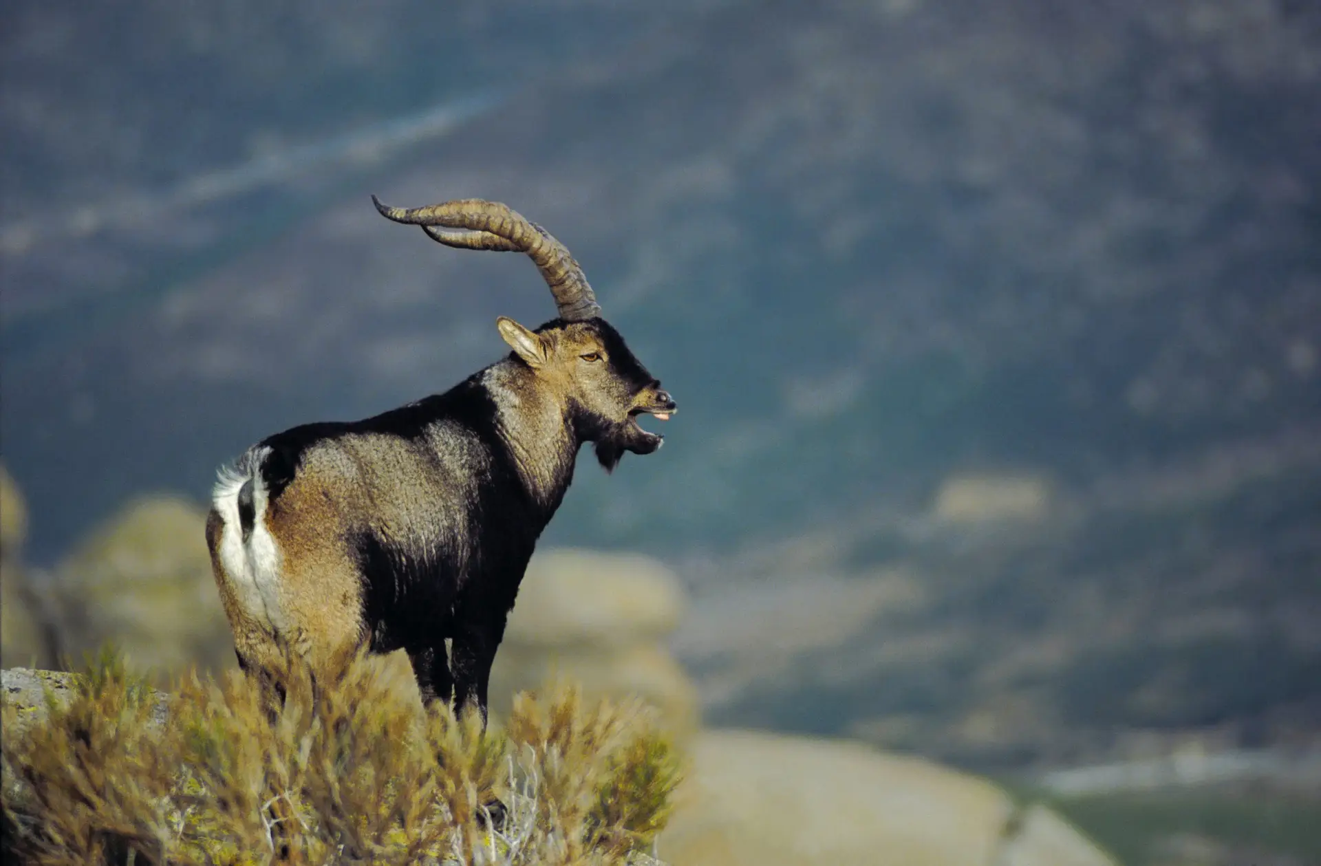 Ministério Público investiga abate de dois exemplares de cabra montesa no Gerês