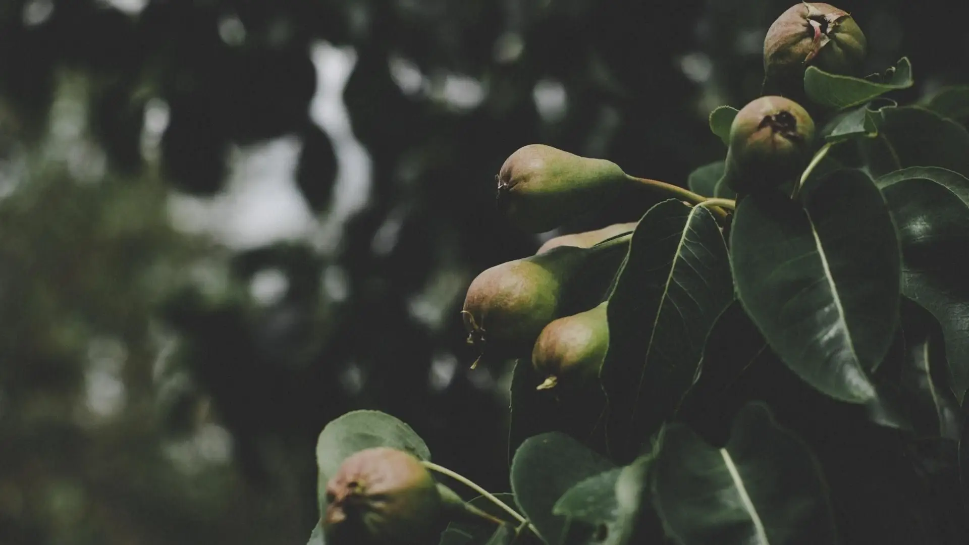 Seca: Cova da Beira antecipa abertura do regadio para minimizar prejuízos
