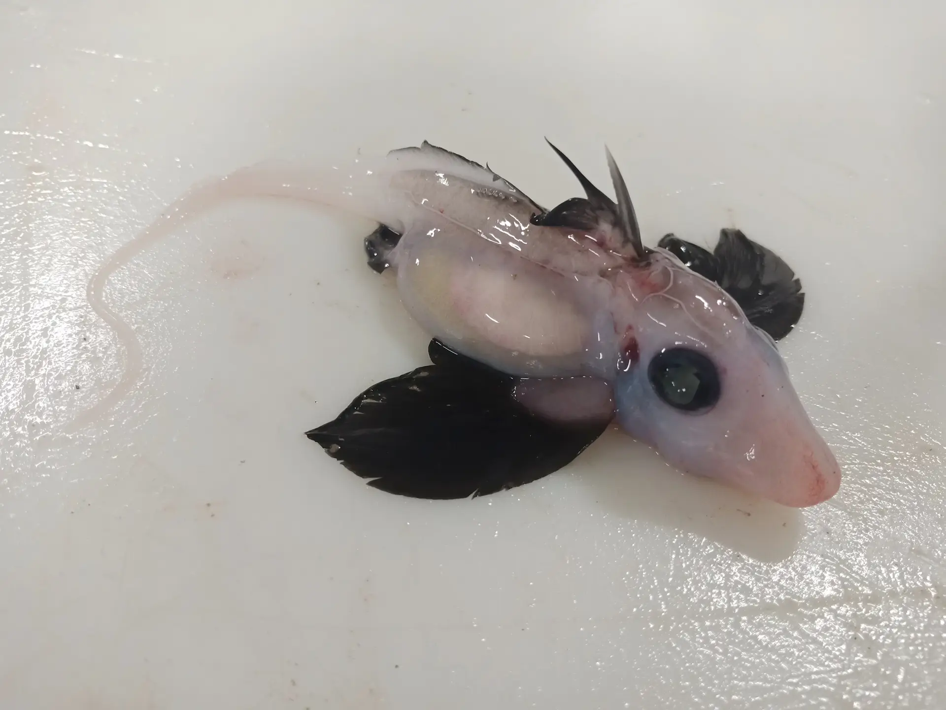 Raro tubarão-fantasma bebé descoberto na Nova Zelândia