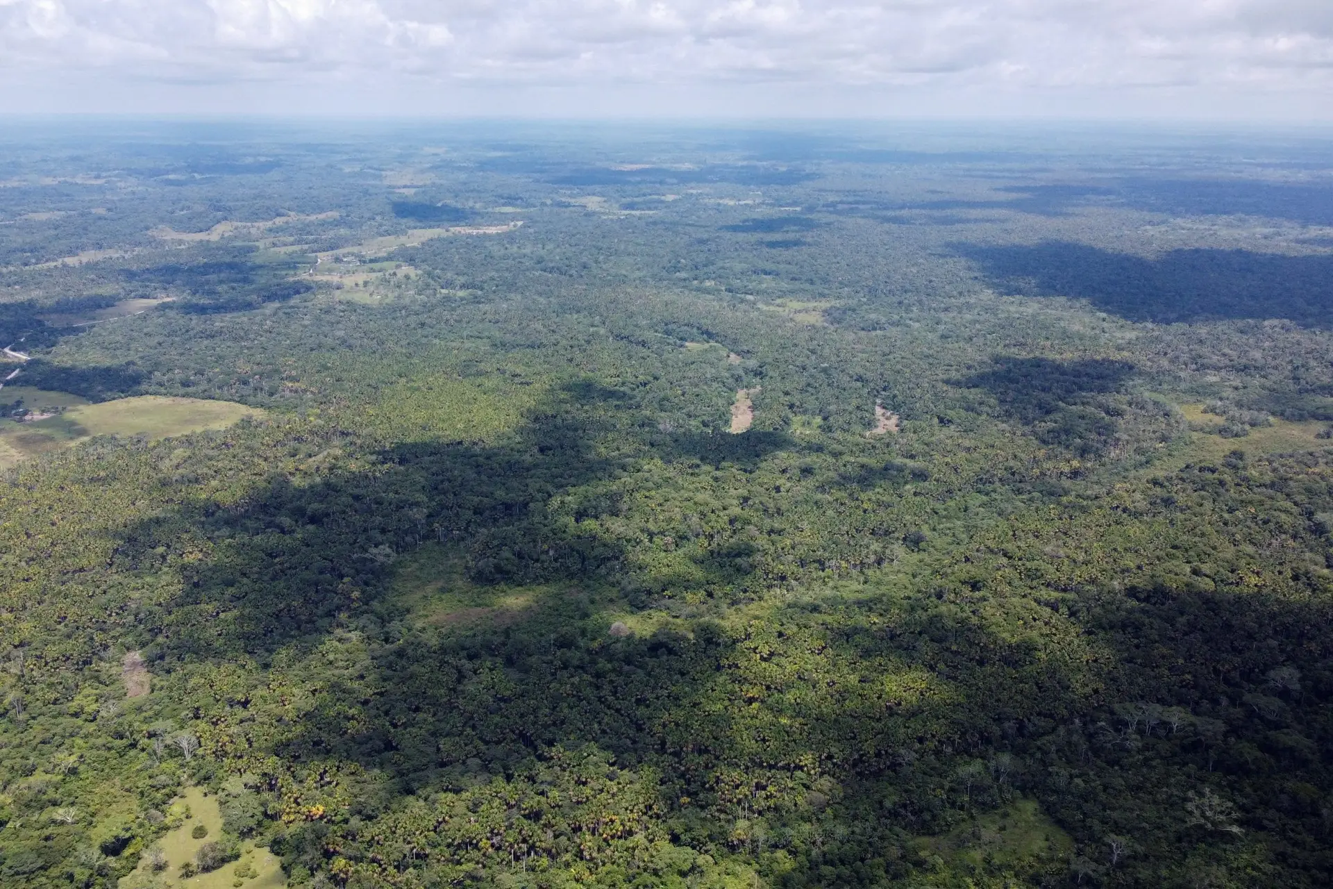 Próxima pandemia pode surgir da Amazónia