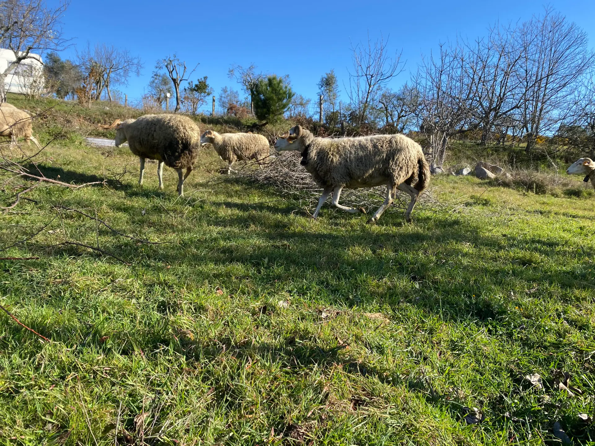 Seca: pastores de Viseu pedem resposta do Governo