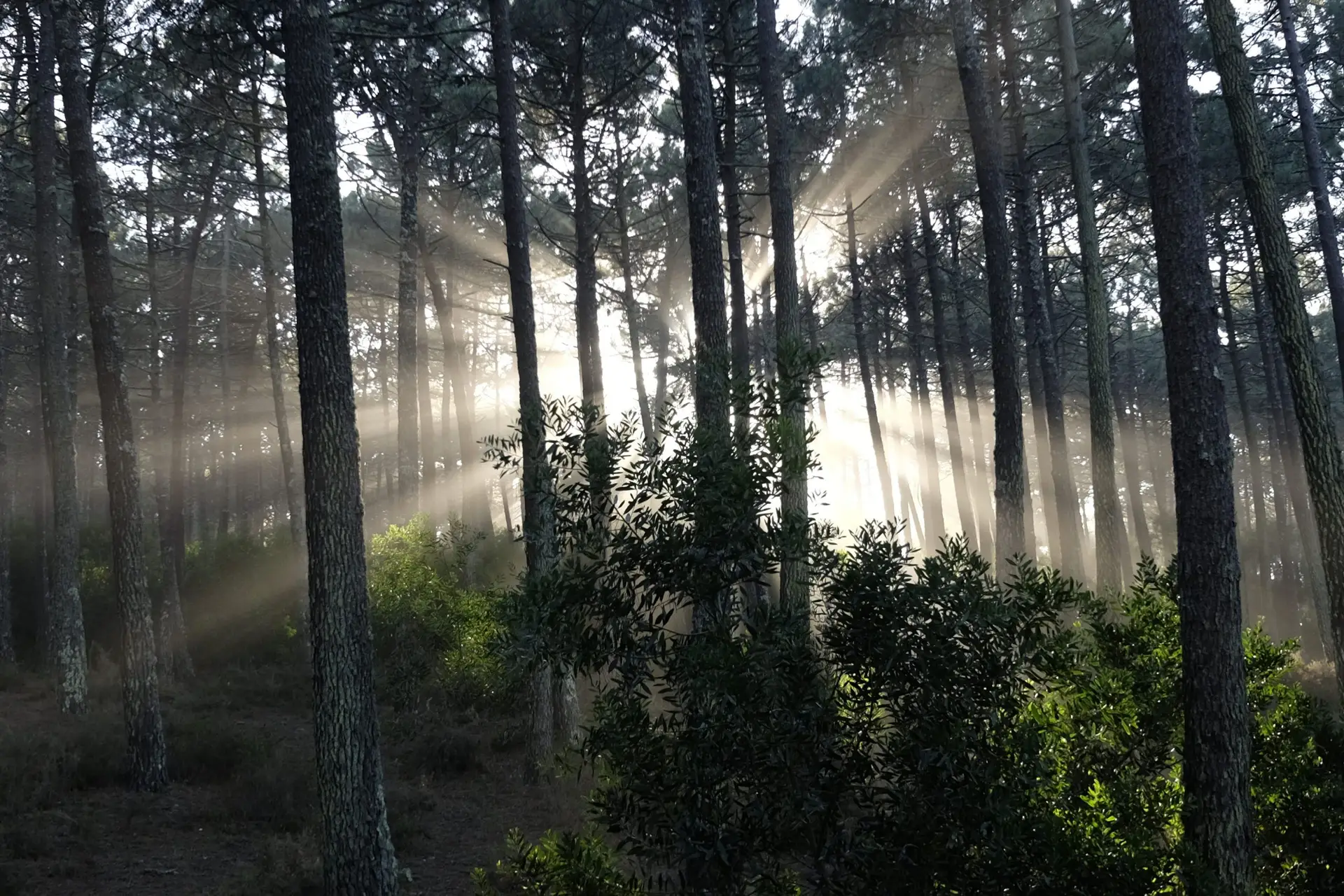 Quercus denuncia lixeiras com amianto e outros materiais perigosos no pinhal de Ovar