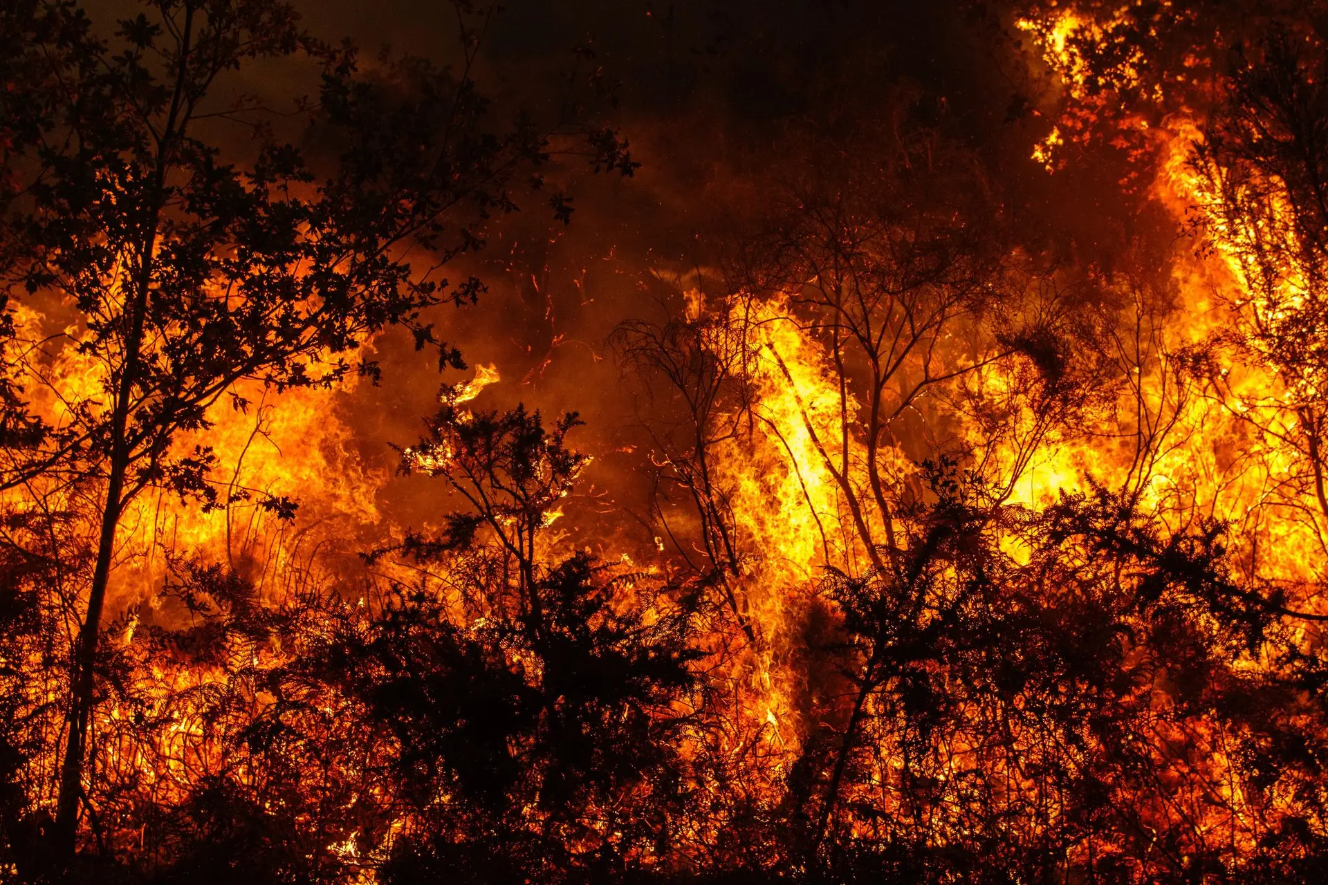 Peritos da ONU alertam para aumento da intensidade e frequência dos incêndios