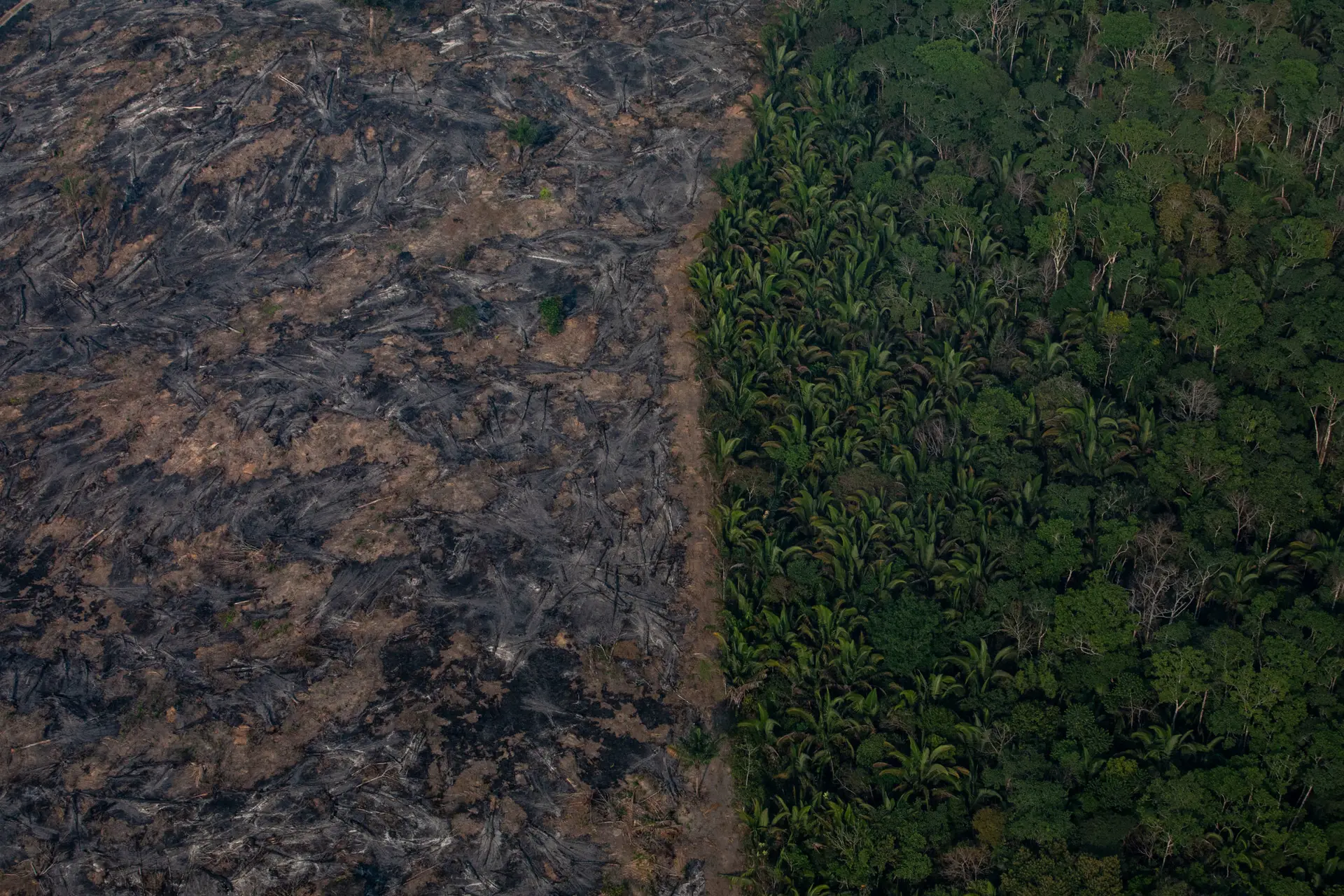 Amazónia passar a savana? Estudo diz que é possível e culpa as alterações climáticas