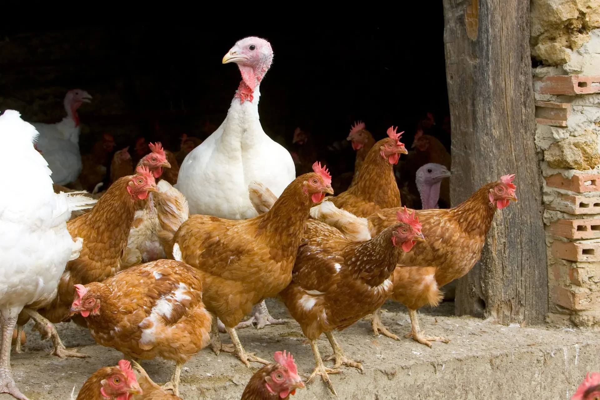 Portugal com 20 focos de infeção pela gripe das aves