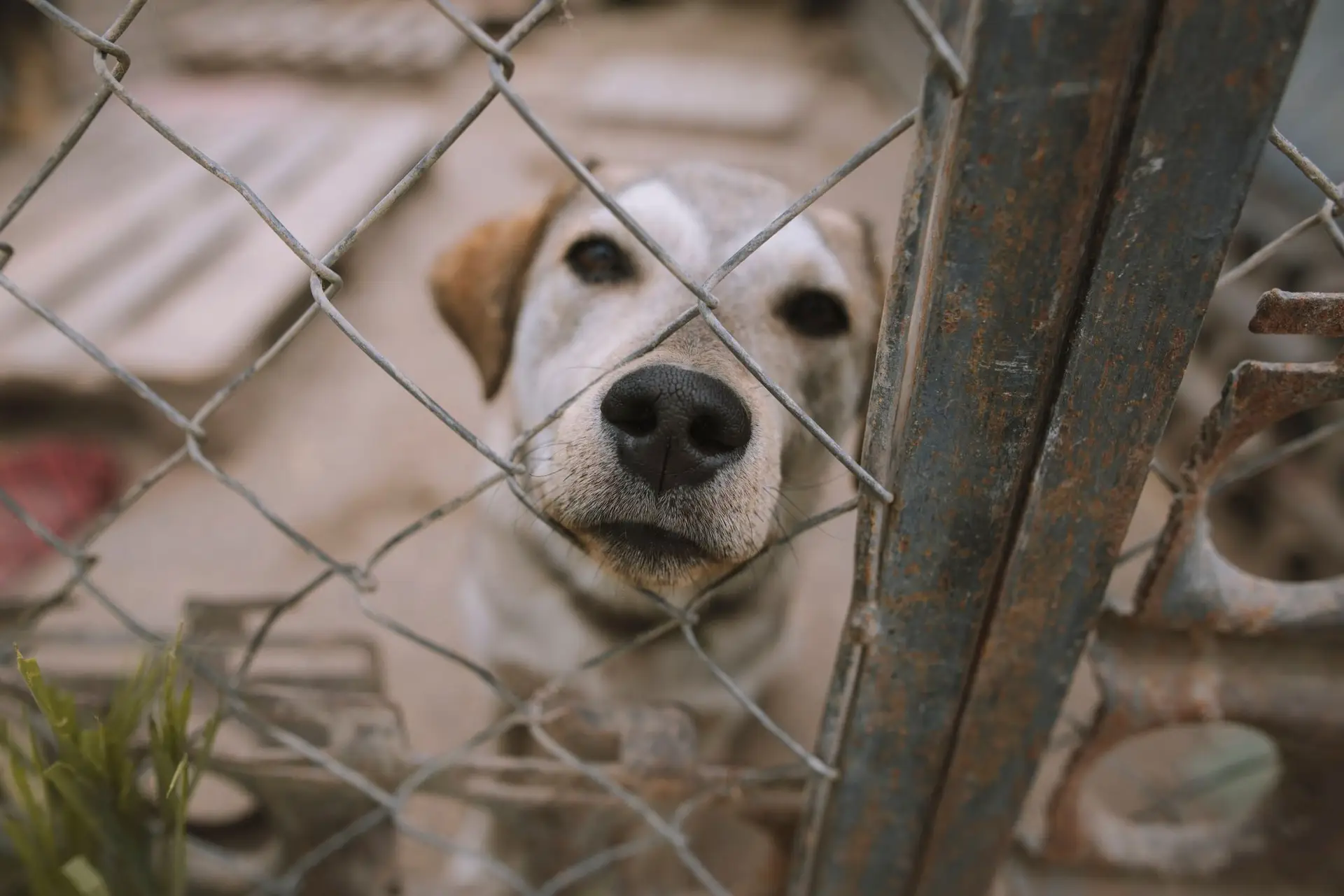 Os animais na Ucrânia: outras das vítimas que não são esquecidas