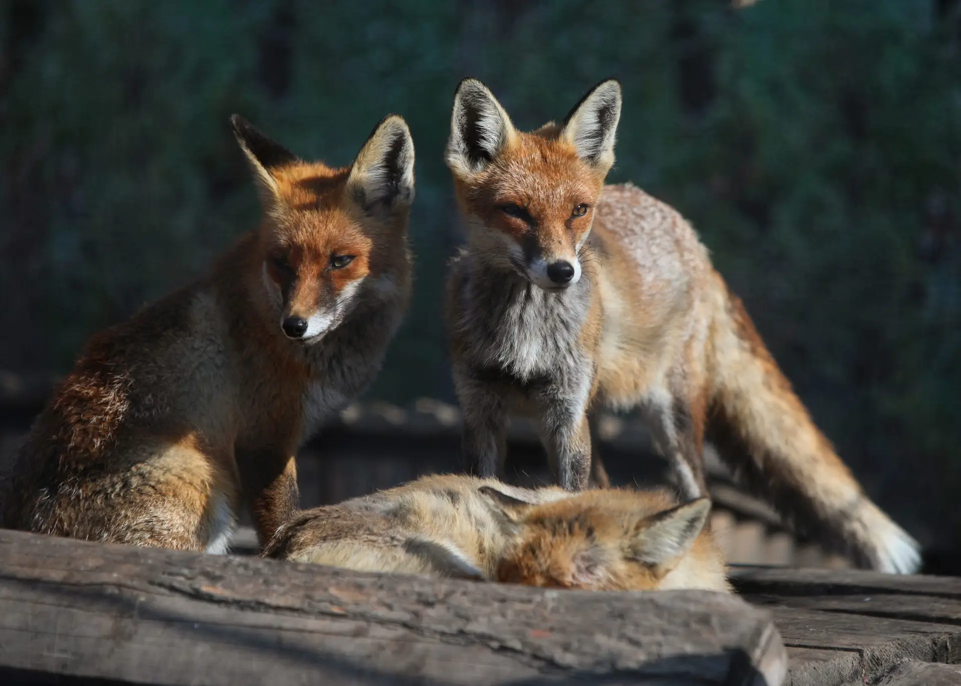 Reportagem SIC: Abrigo acolhe animais que não passam a fronteira