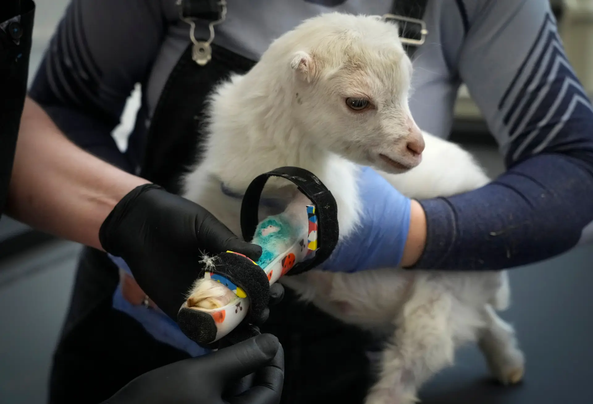 Clínica polaca trata animais vítimas da guerra retirados da Ucrânia em missões de resgate