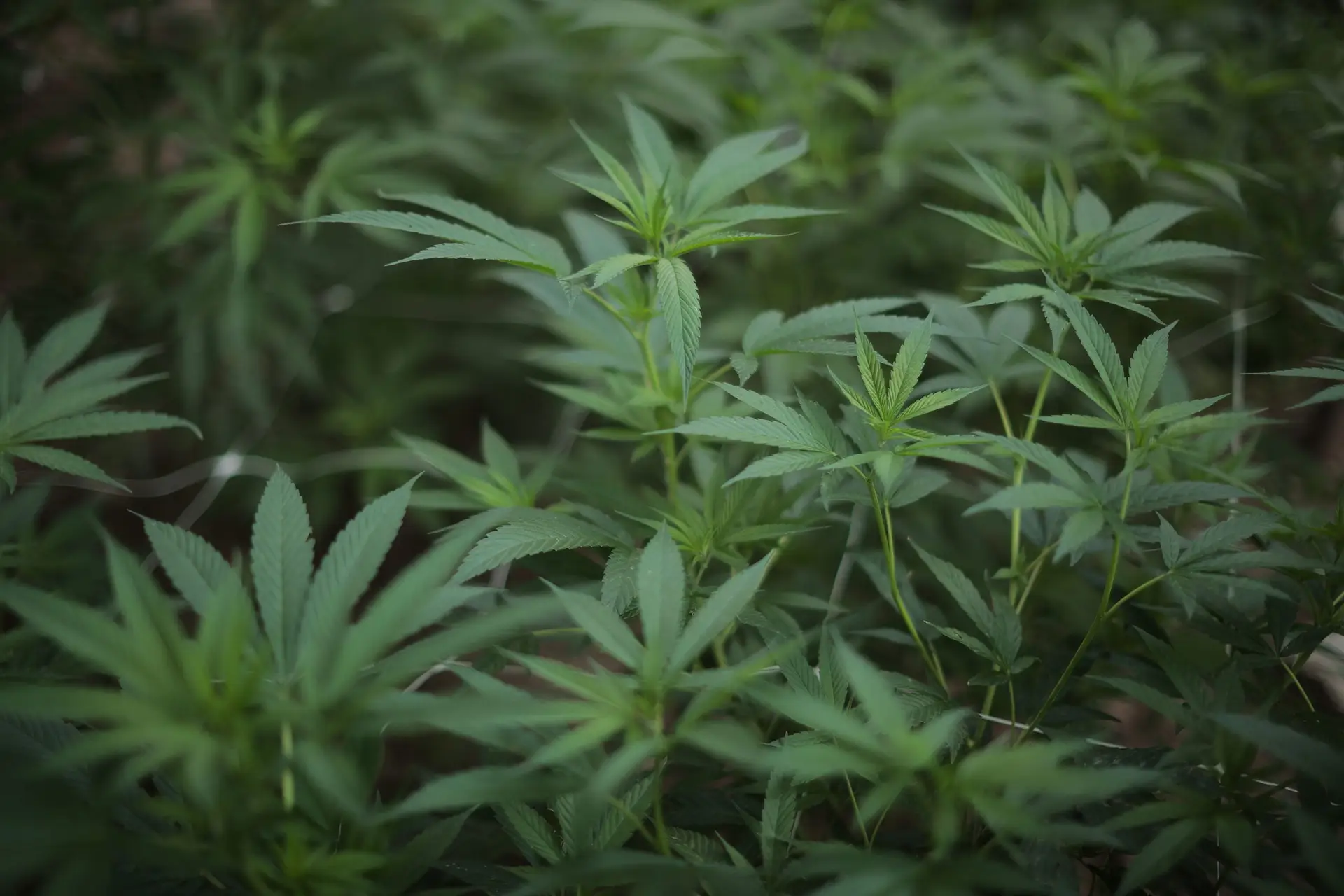 Infarmed recebeu quase 100 pedidos de licenciamento para cultivo de canábis medicinal