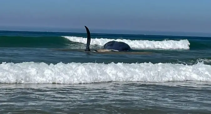 Morreu a baleia que arrojou na praia da Fonte da Telha