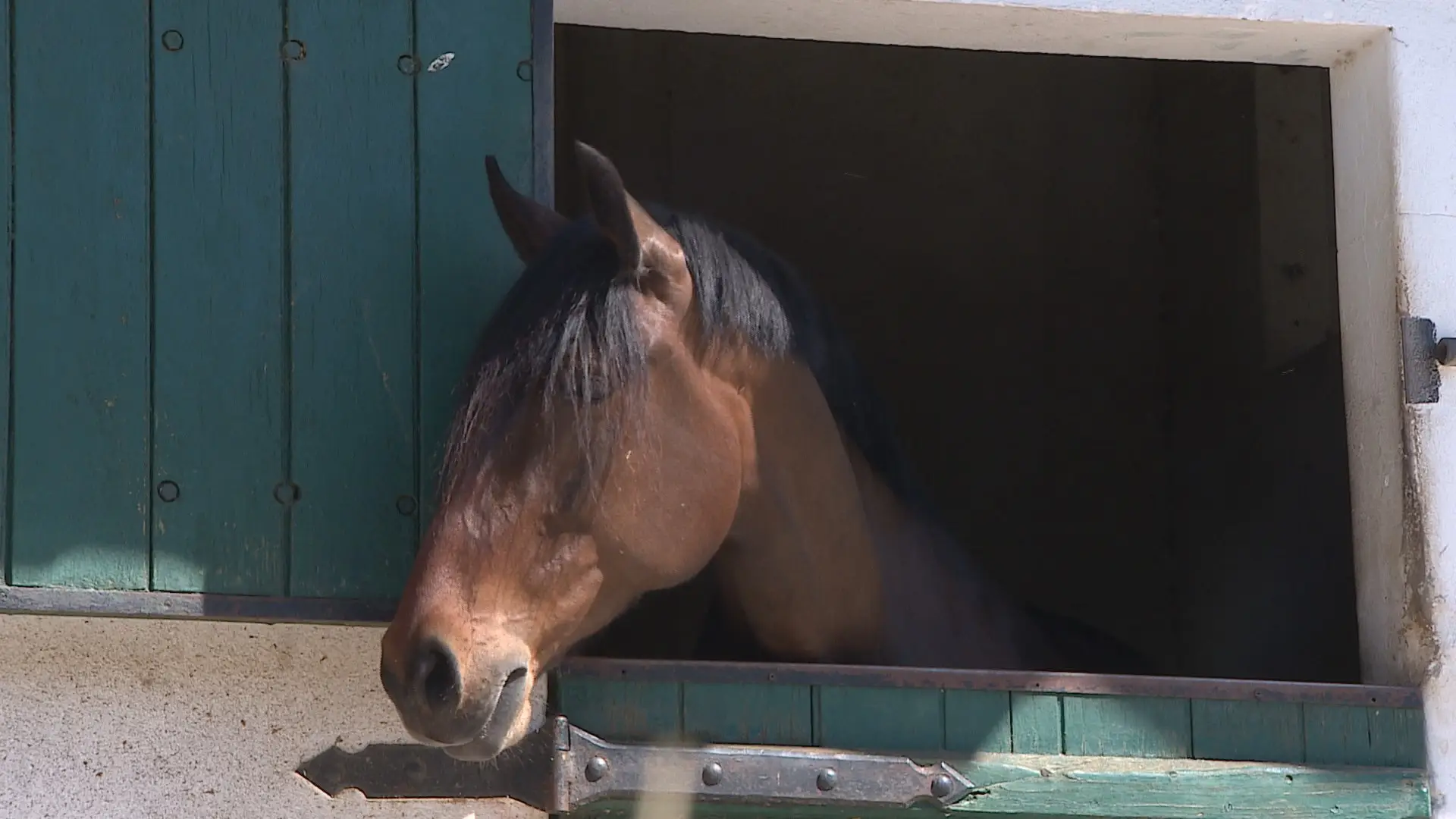 GNR investiga roubo de oito cavalos lusitanos no Ribatejo