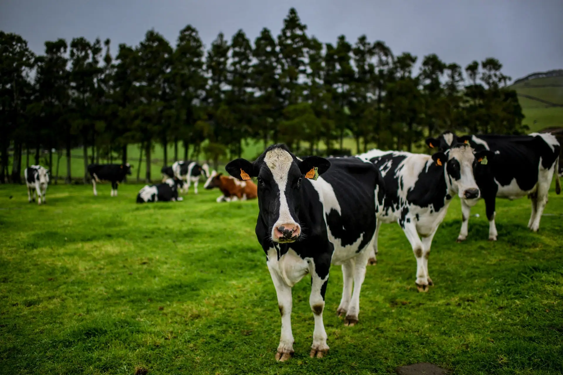 Produtores de leite pedem subida de preços 