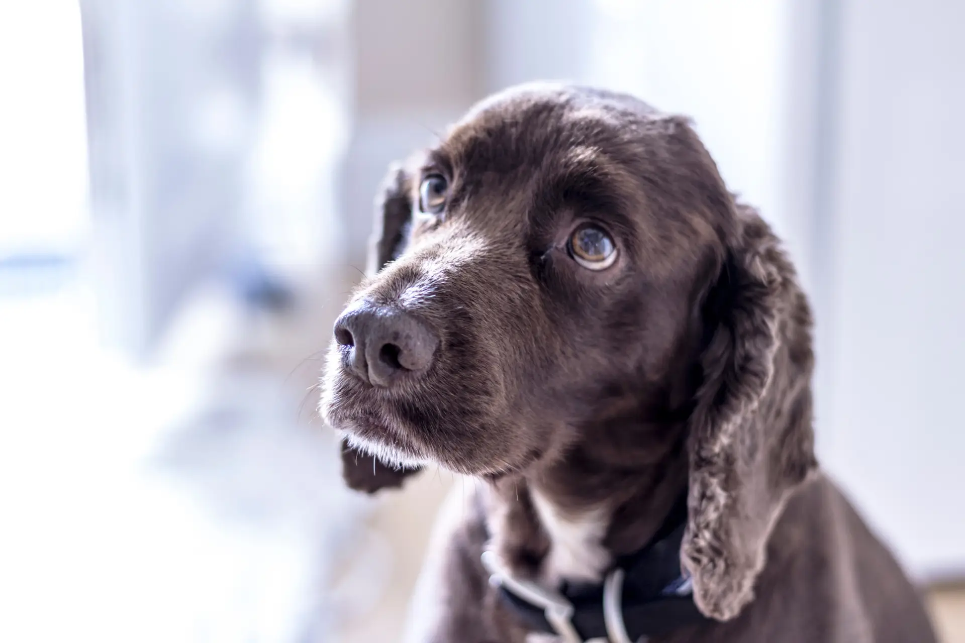 Comportamento dos cães é determinado pela genética ou ambiente e não pela raça