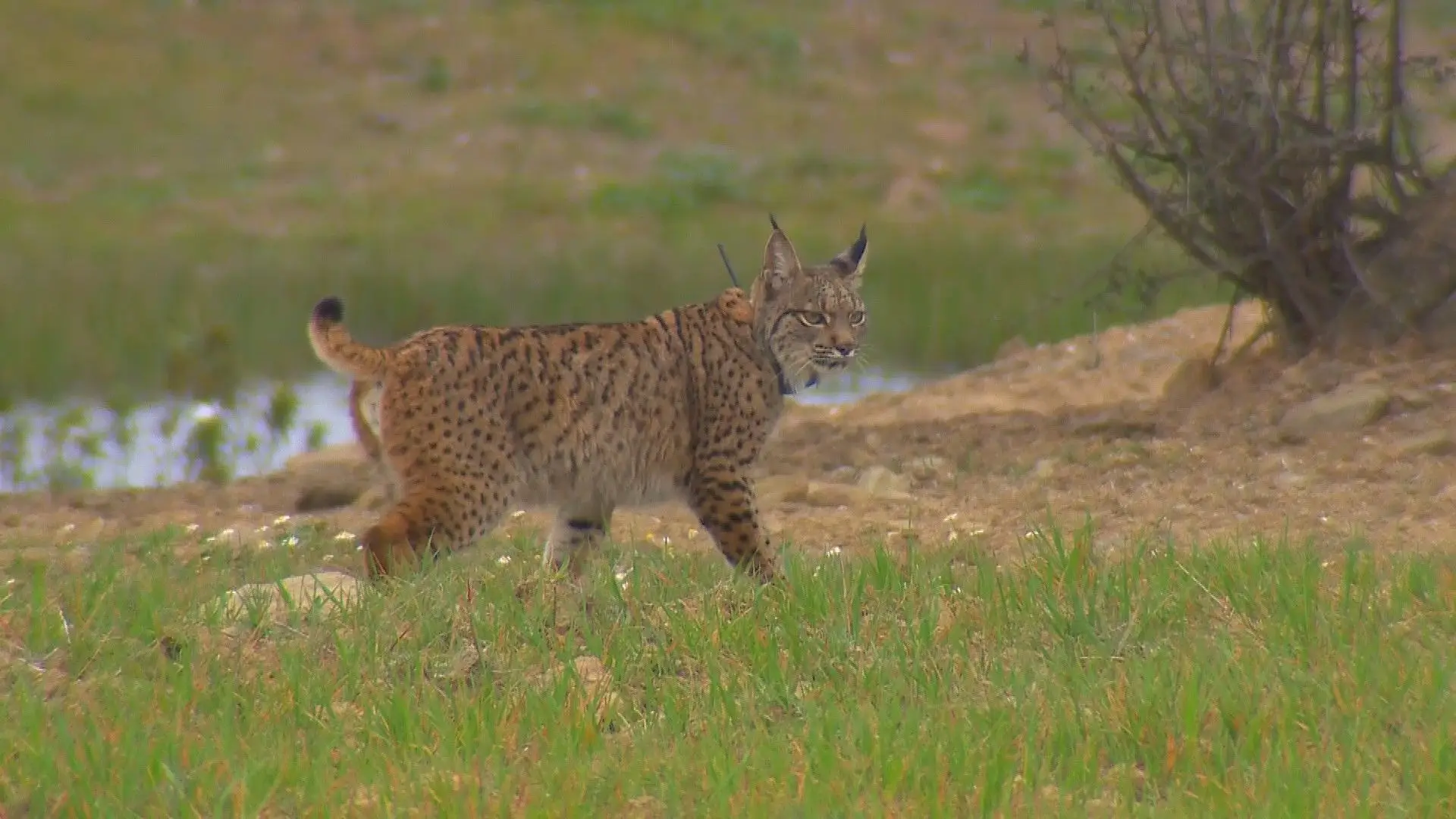 Sidra e Salão: dois linces ibéricos foram libertados no Algarve
