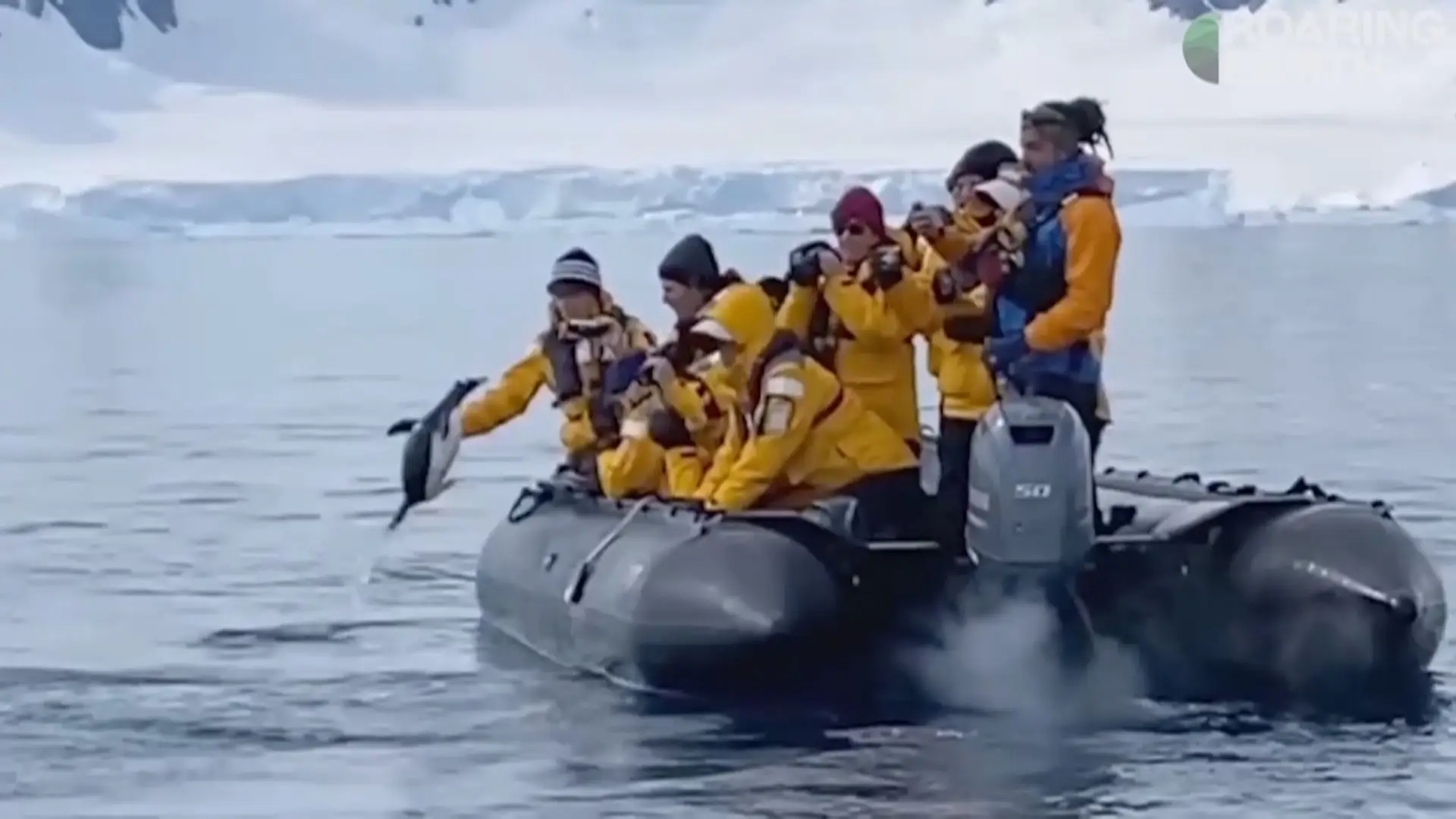 Pinguim escapa a perseguição de orcas na Antártida