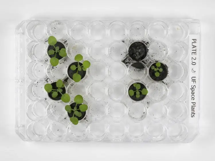 Cientistas conseguiram cultivar plantas em solo lunar