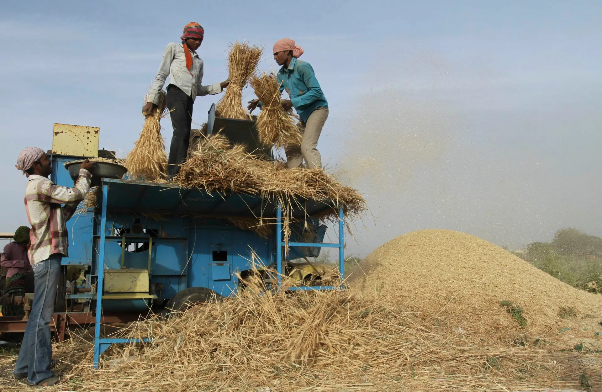 Milhares de toneladas de trigo retidas na Índia devido à interdição de exportação de cereais