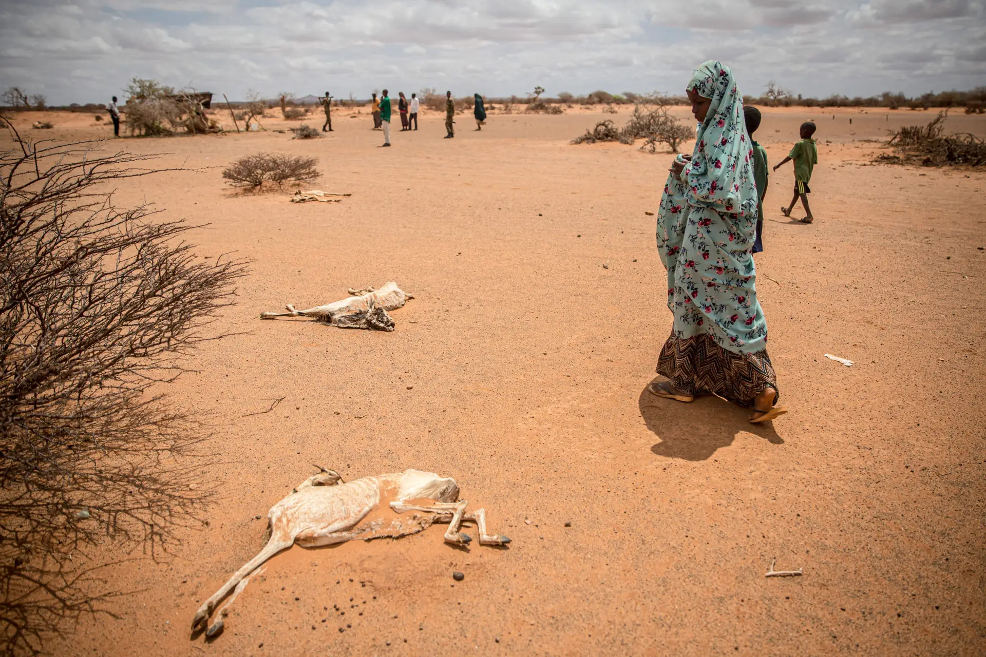 DOLLOW, JUBALAND, SOMALIA – 2022/04/14: A child displaced by drought holds her nose as she walks past the rotting carcasses of goats that died from hunger and thirst on the outskirts of Dollow, Somalia. People from across Gedo in Somalia have been displaced due to drought conditions and forced to come to Dollow, in the southwest, to search for aid. Somalia has suffered three failed rainy seasons in a row, making this the worst drought in decades, and 6 million people are in crisis levels of food insecurity. The problems are being compounded by the rising costs of food prices because of the Ukraine war. Hence, hundreds of thousands of livestock have died from hunger and thirst. (Photo by Sally Hayden/SOPA Images/LightRocket via Getty Images)