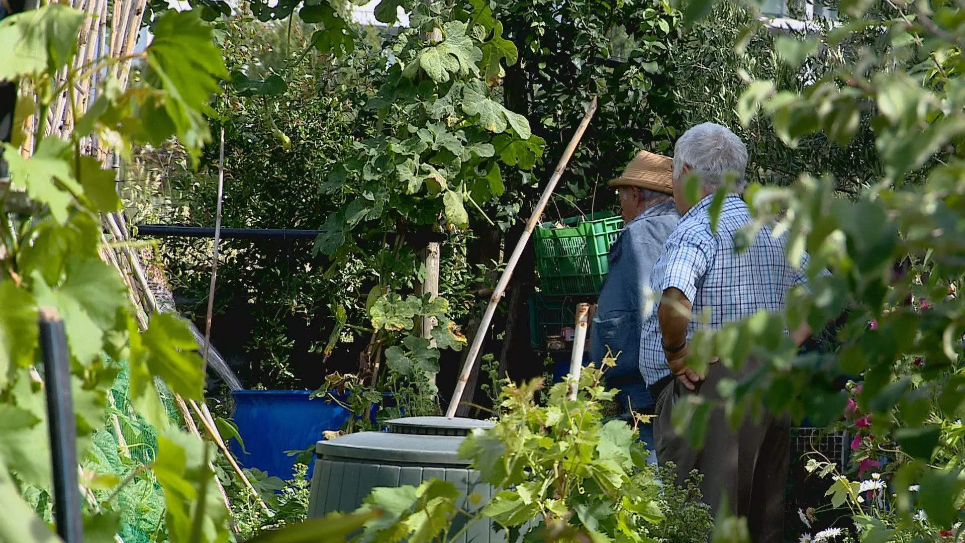 Viver na cidade e cultivar para consumo próprio: Lisboa tem mais de 20 parques hortícolas