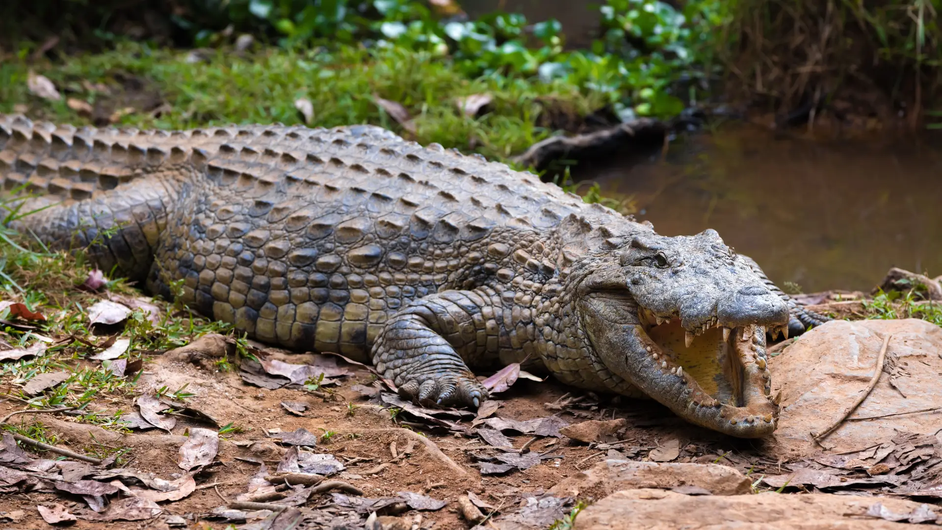 China: mais de 70 crocodilos escapam de quinta em Maoming