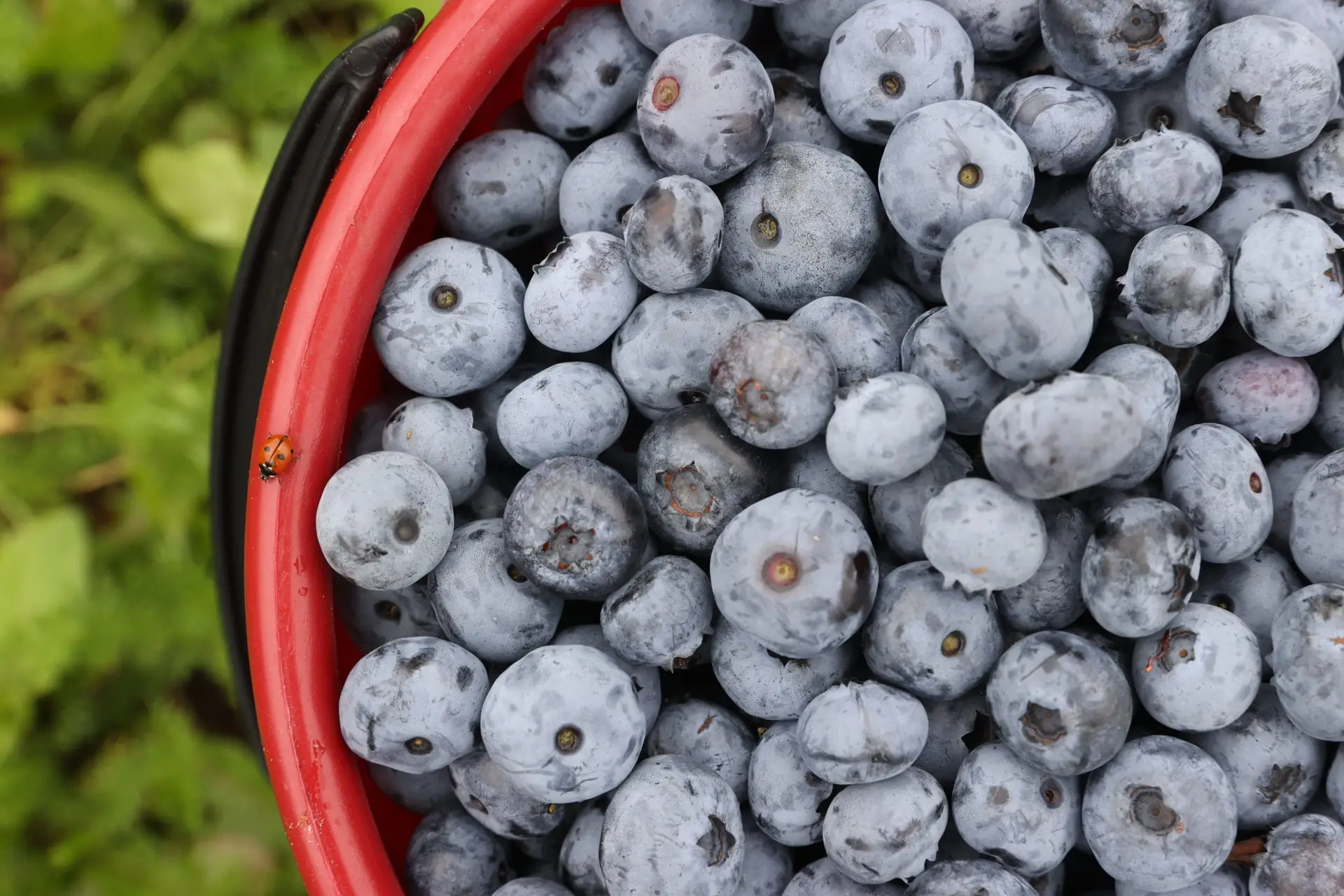 Produtores de mirtilos de Sever do Vouga preocupados com aumento dos custos de produção 