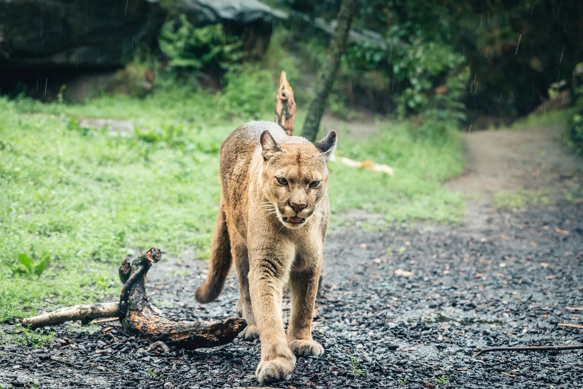 Criança sobrevive a raro ataque de um puma em Washington 