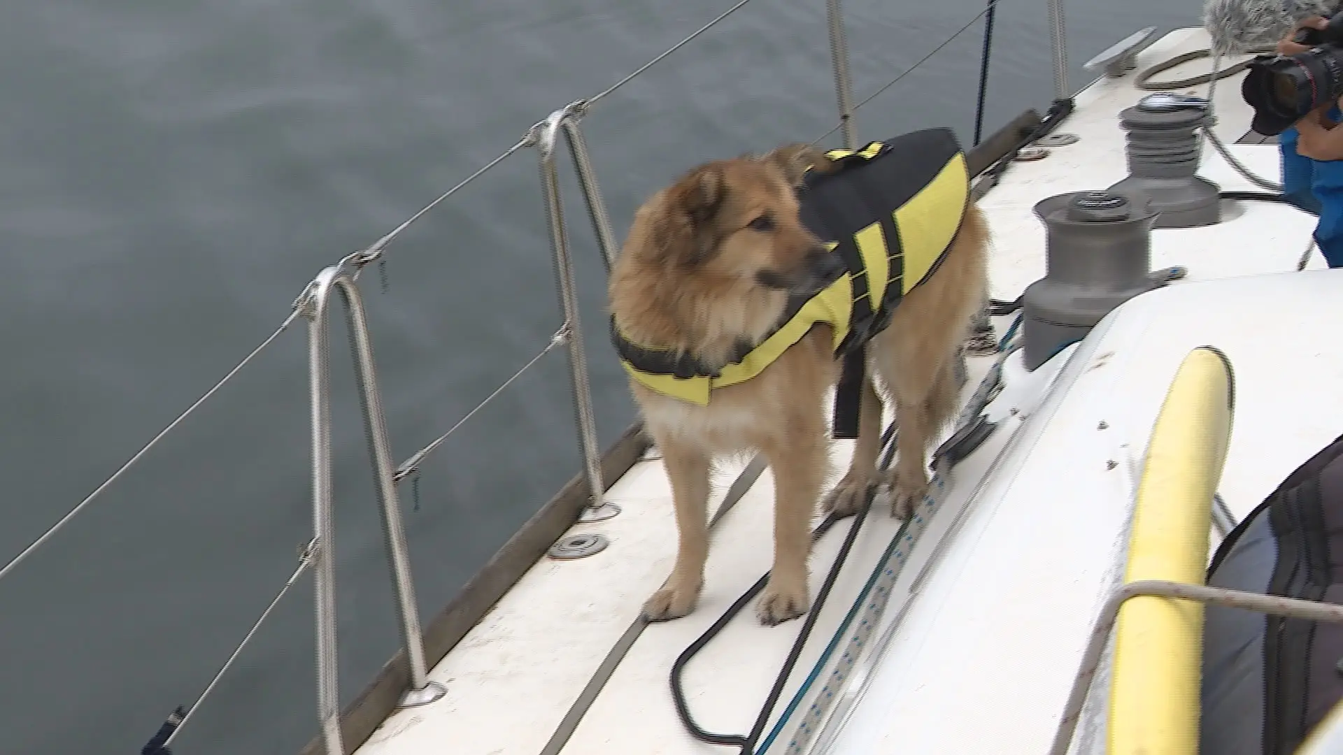 Missão para proteger o oceano conta com um cão na tripulação