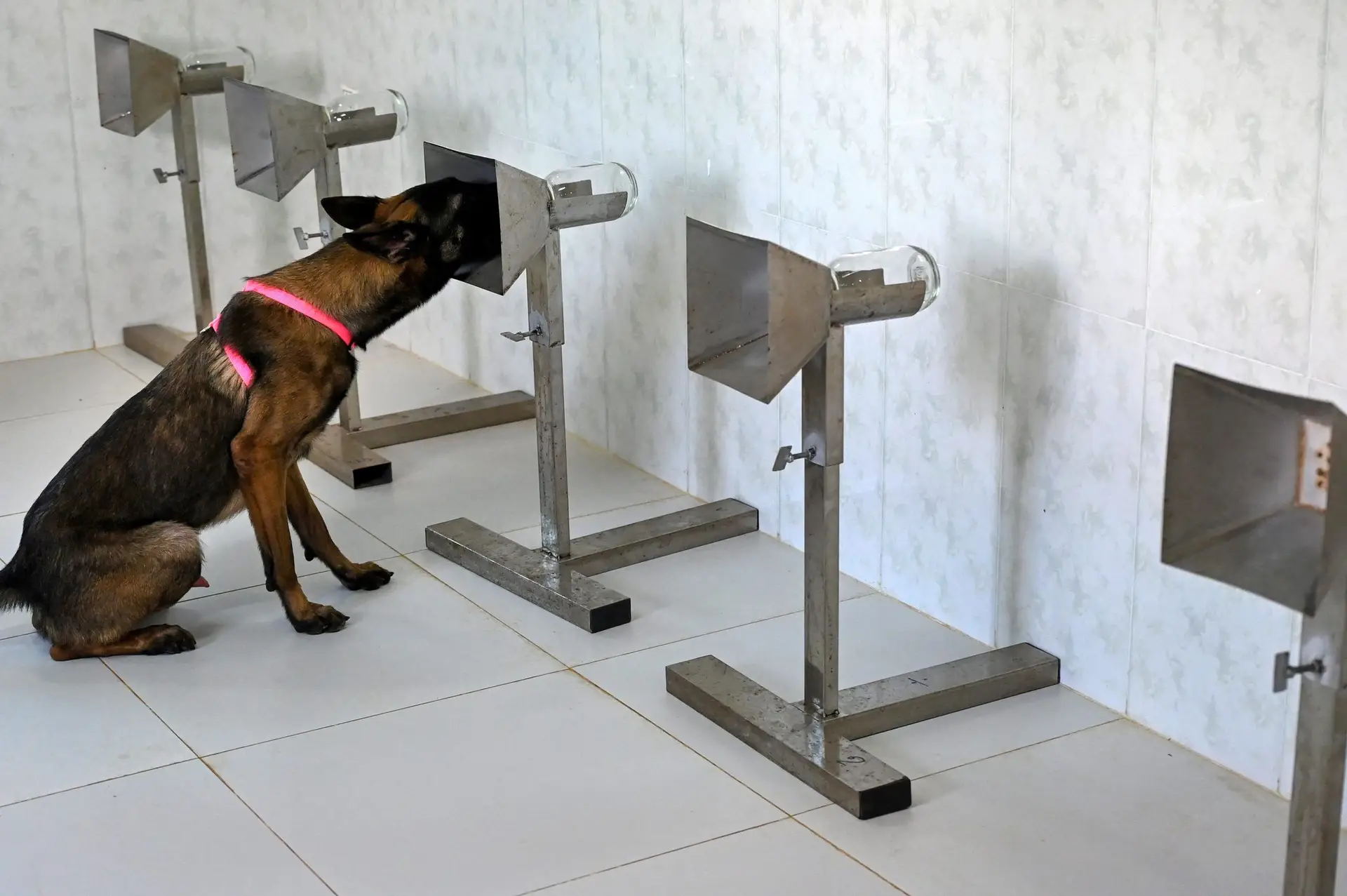 Cães detetam covid-19 em pessoas melhor que os testes PCR