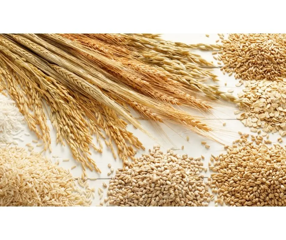 Portugal quer aumentar produção nacional de cereais em cerca de 20%