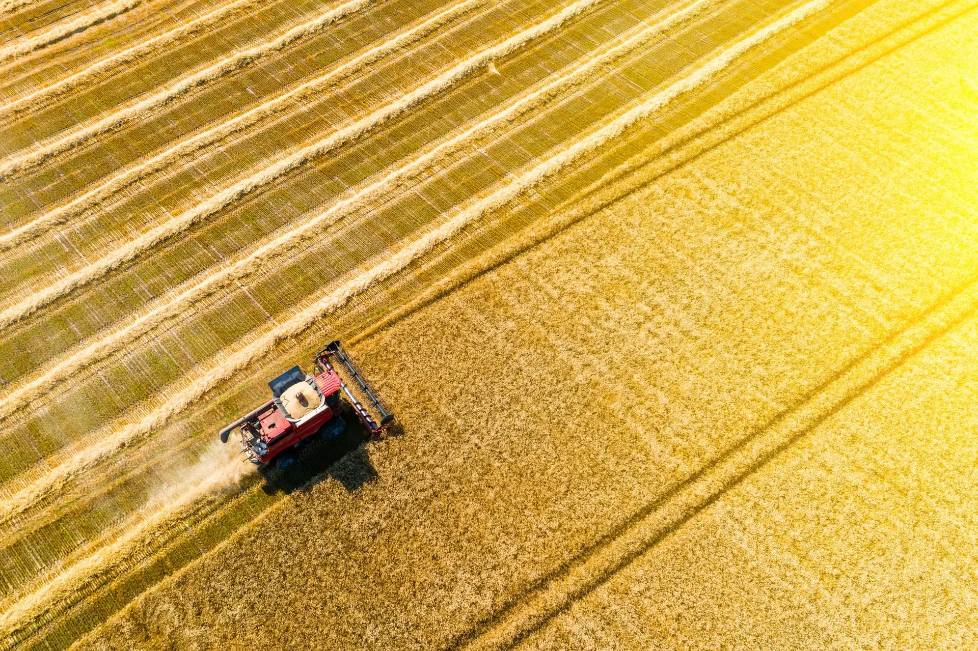 Para onde está a Rússia a enviar os cereais ucranianos? Líder pró-russo faz novas revelações