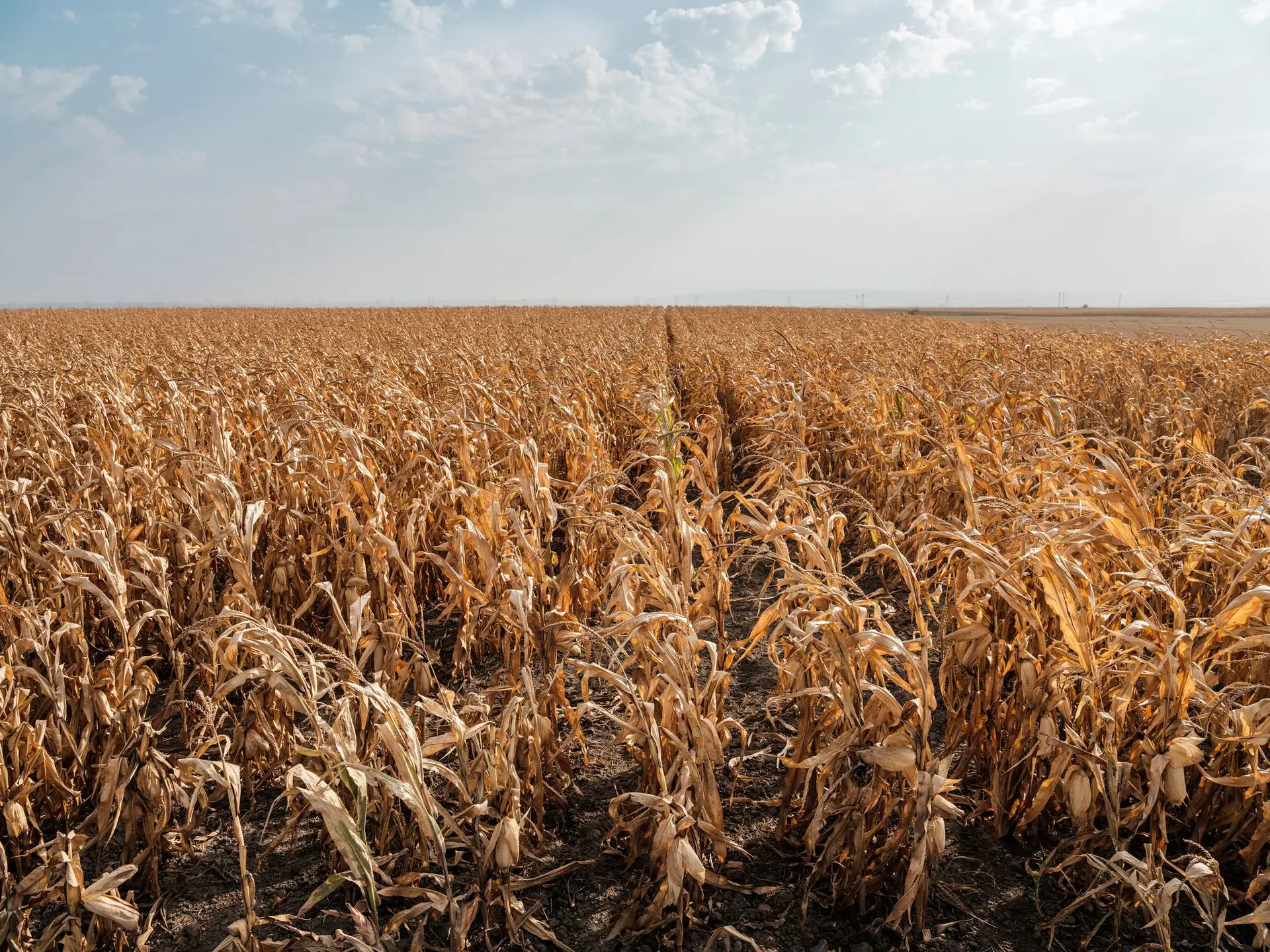 Produtores de cereais com quebras acima dos 30% devido à seca