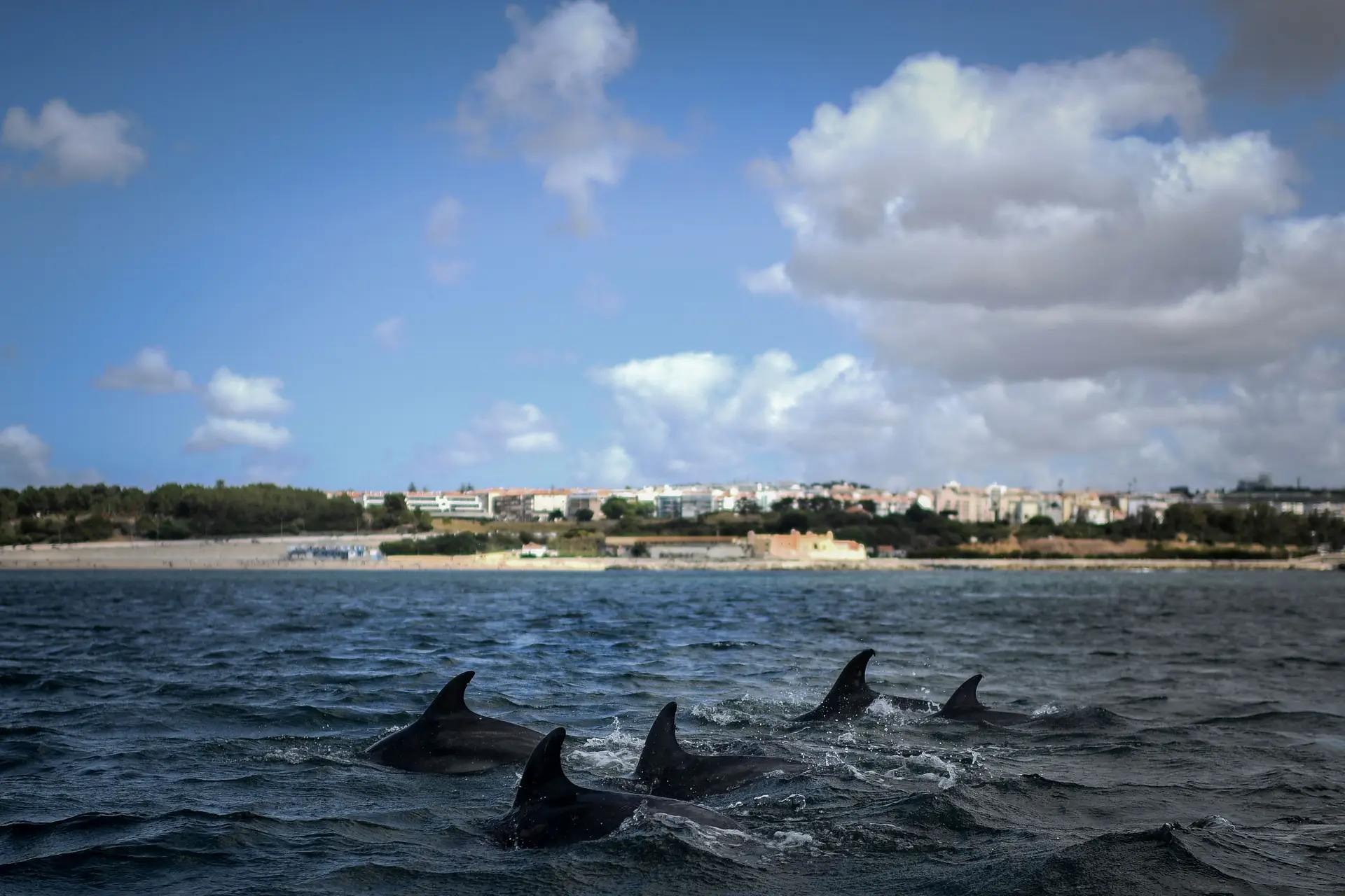 Golfinhos (e até uma baleia) voltam a aparecer no rio Tejo