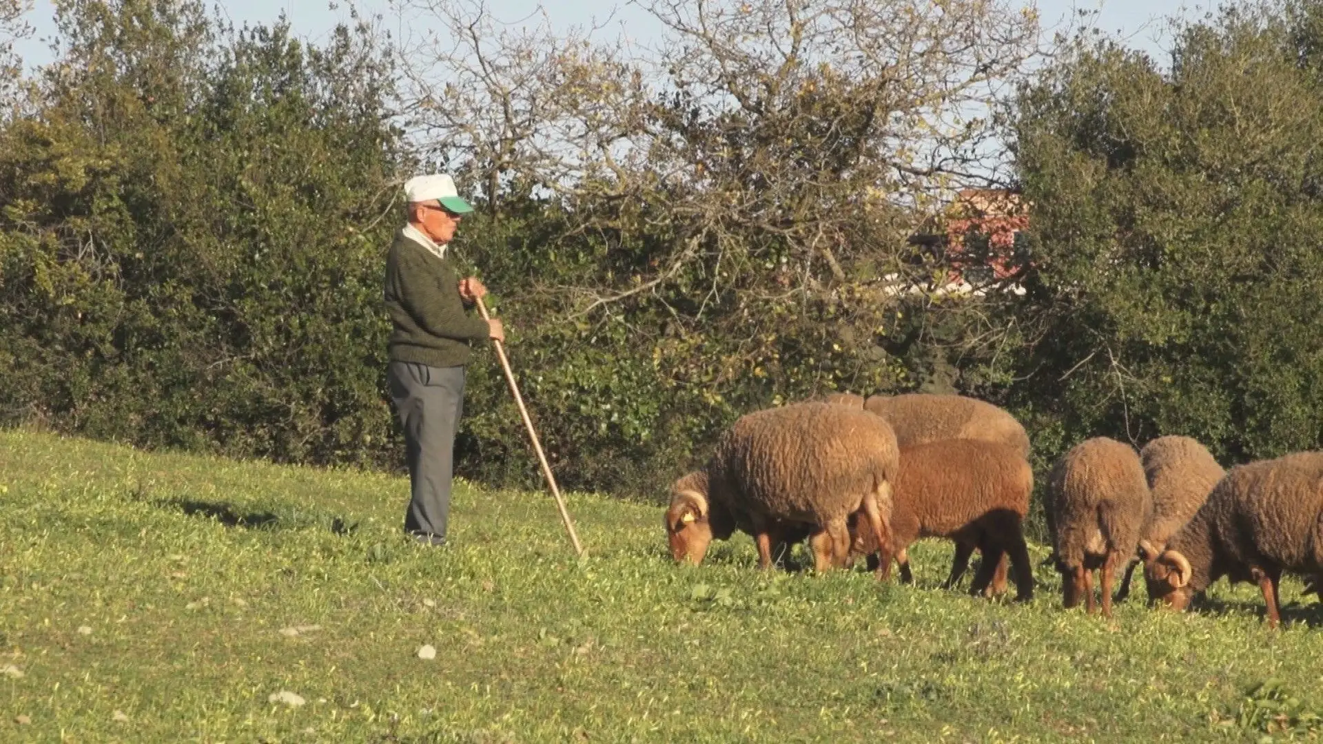 Seca em Portugal: explorações pecuárias do município do Sabugal em risco