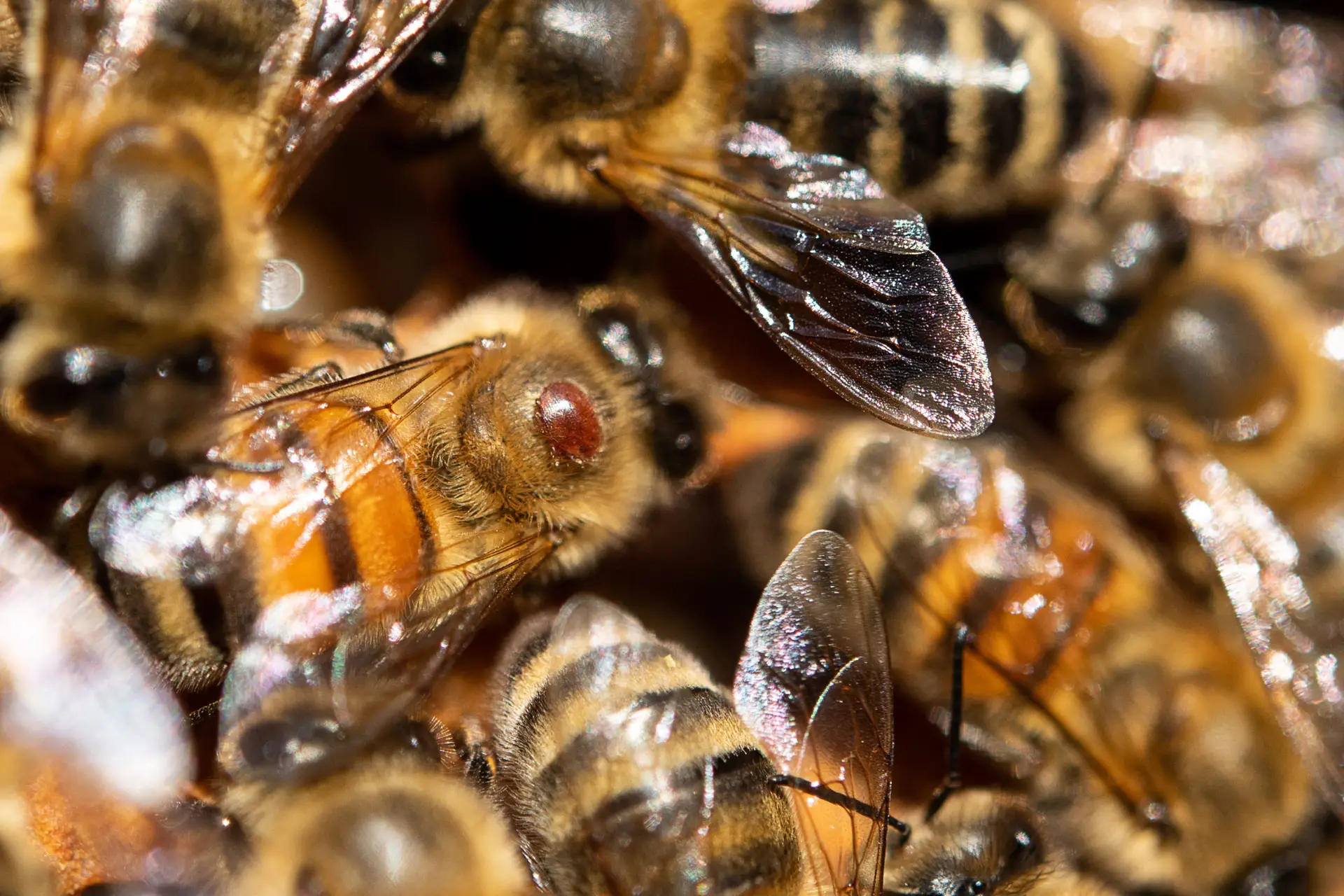 19 September 2019, Baden-Wuerttemberg, Stuttgart: A varroa mite sits on a honey bee. Photo: Sebastian Gollnow/dpa (Photo by Sebastian Gollnow/picture alliance via Getty Images)