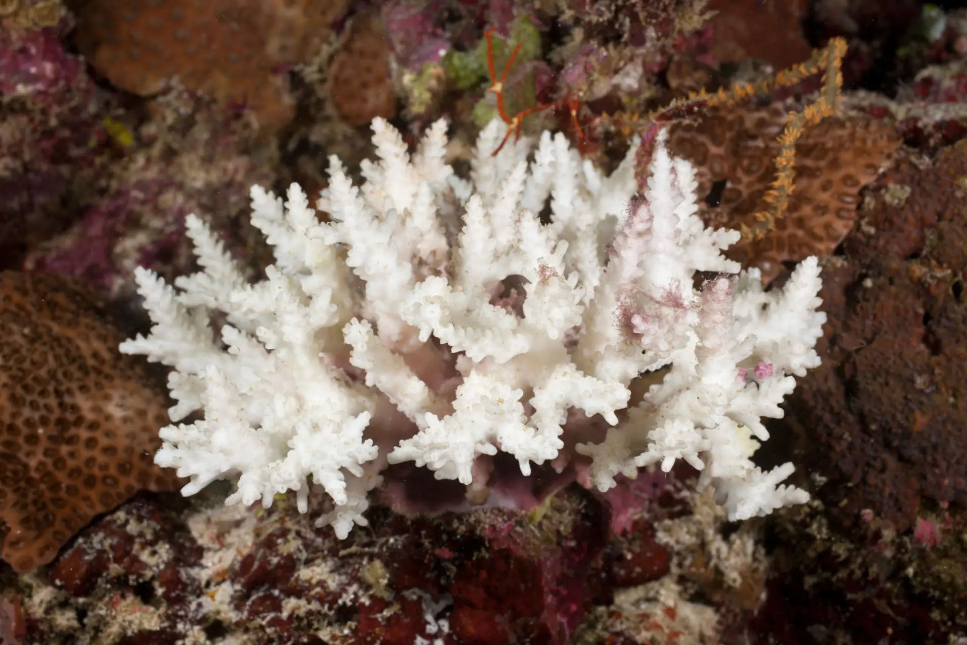 Protetores solares são tóxicos para os corais