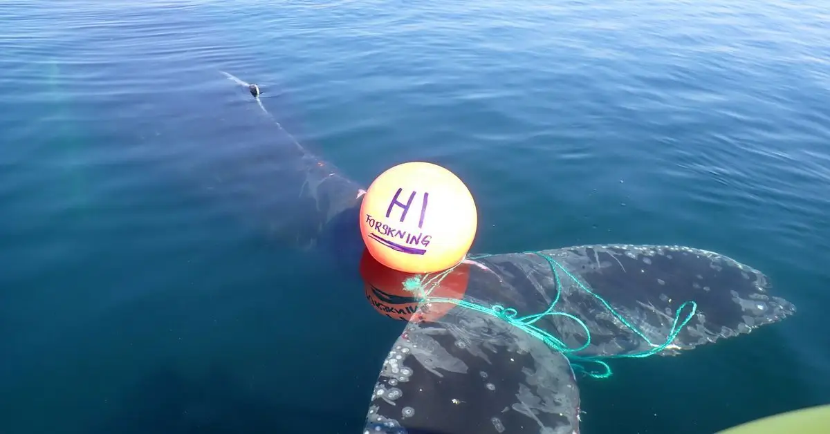 Guarda costeira norueguesa salva baleia presa a cordas no Mar de