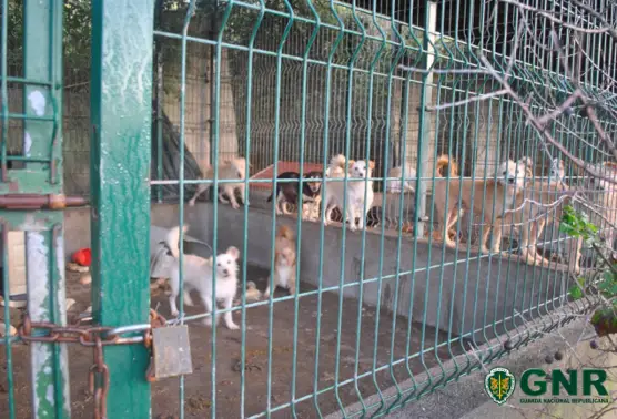 Acumuladora condenada a quatro anos de prisão com pena suspensa por 112 crimes de maus-tratos a animais
