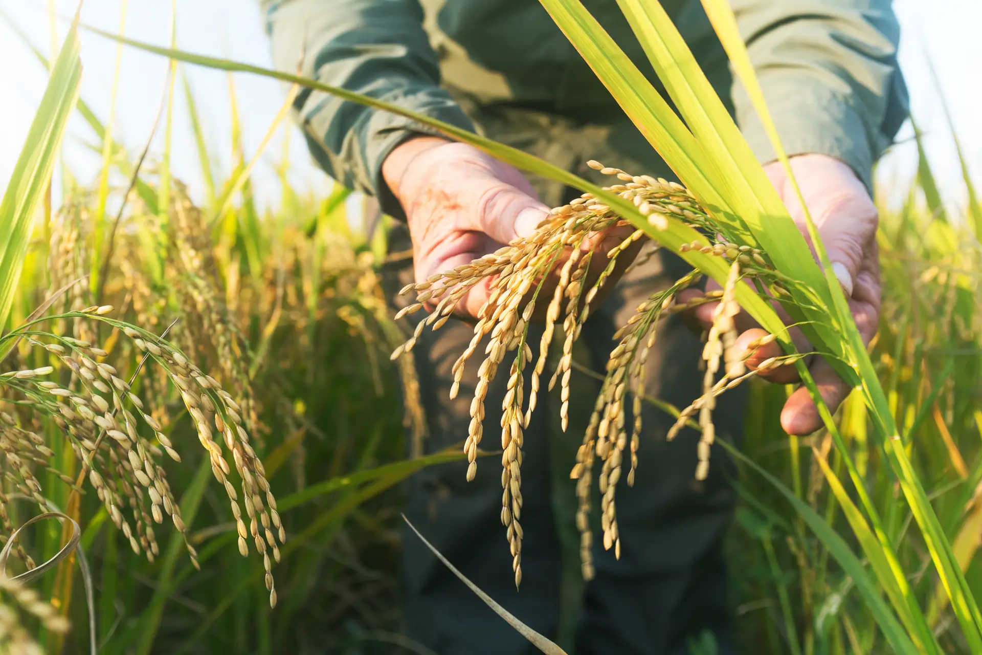 Novo método de rega pode salvar cultura do arroz