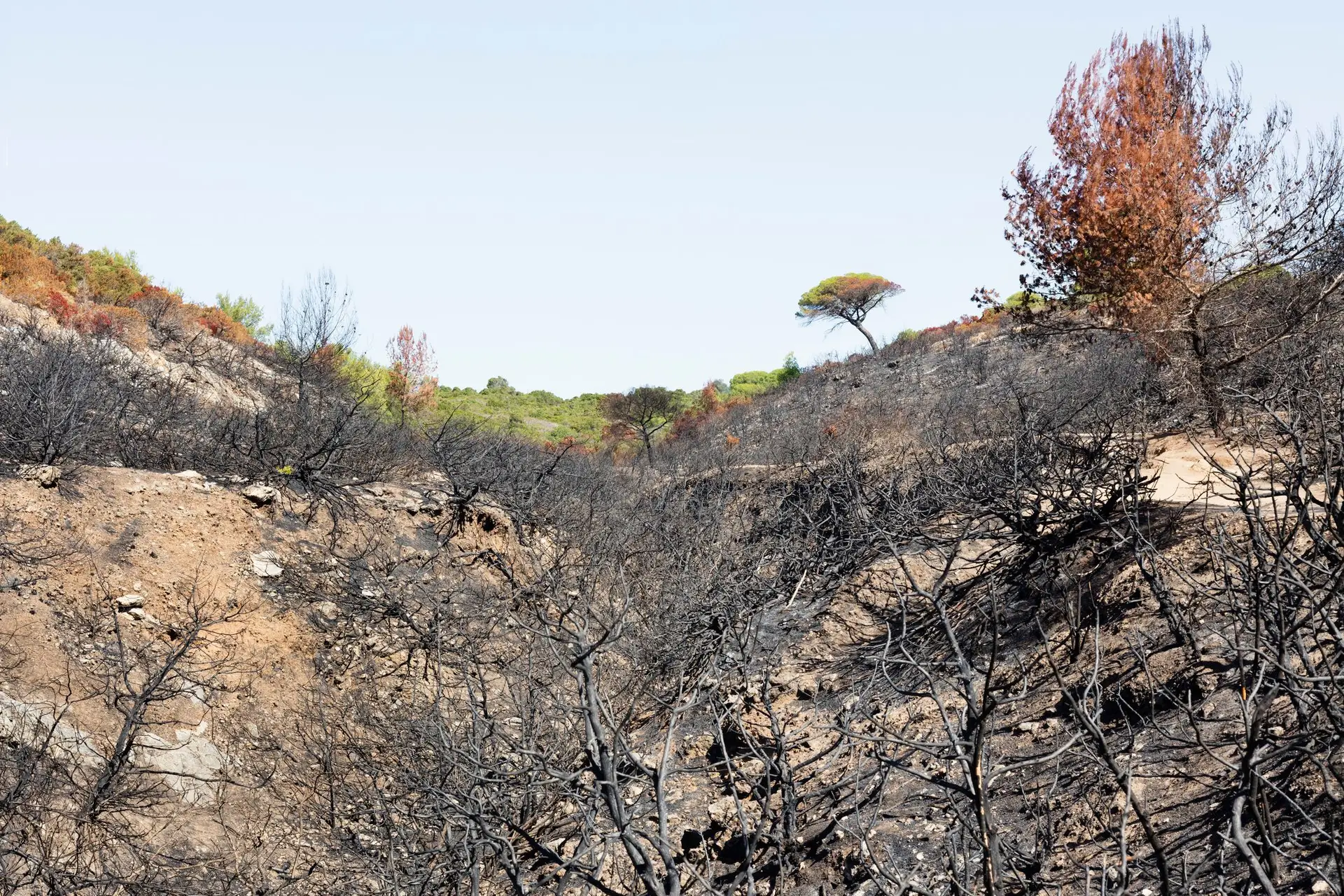 Idoso detido pela prática de crime de incêndio em Guimarães