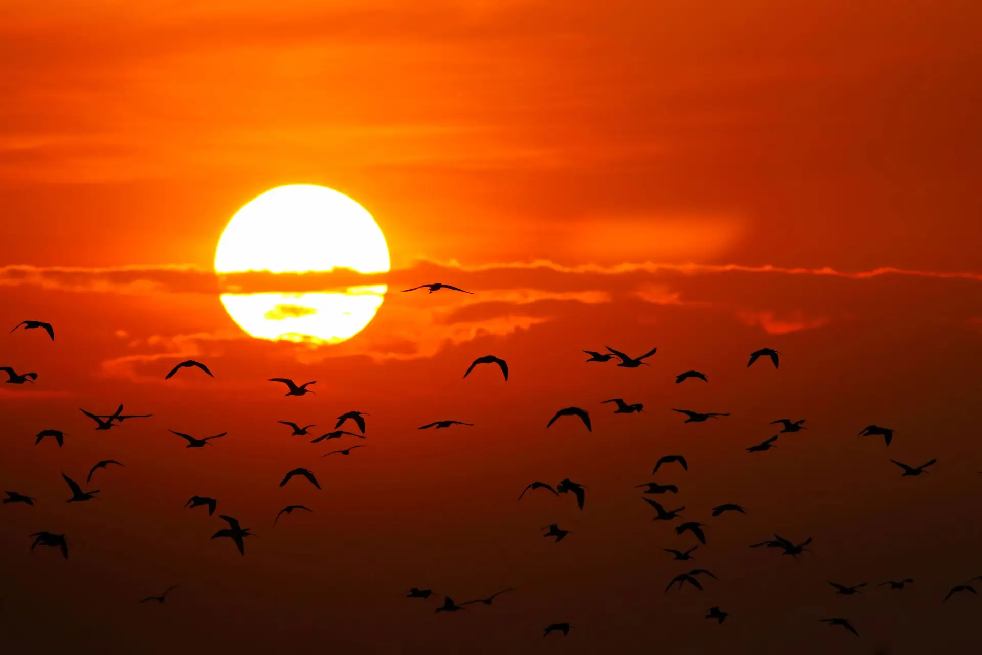 Portugal pode vir a enfrentar 10 ondas de calor por ano, alerta especialista