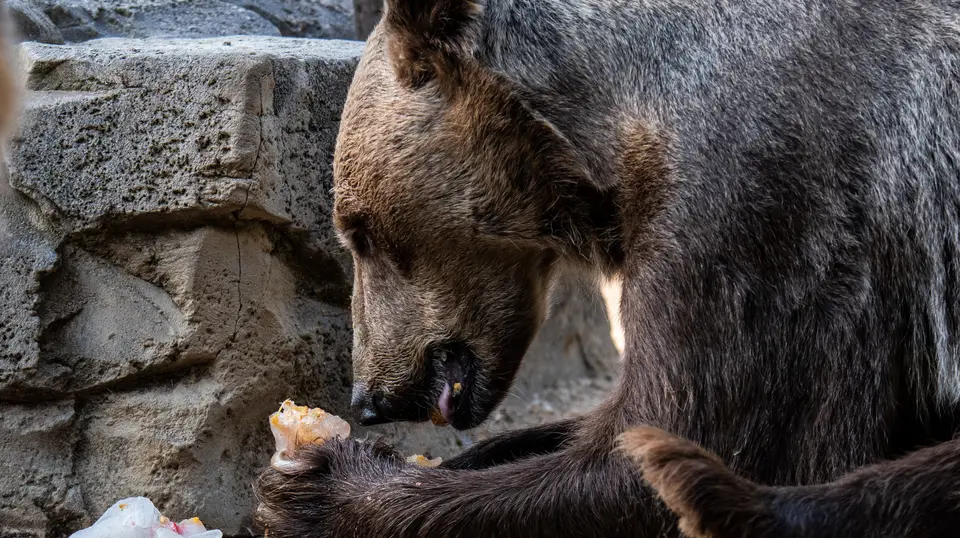 Um urso come fruta dentro de blocos de gelo para re refrescar no Zoológico de Madrid, enquanto uma onda de calor atinge Espanha.