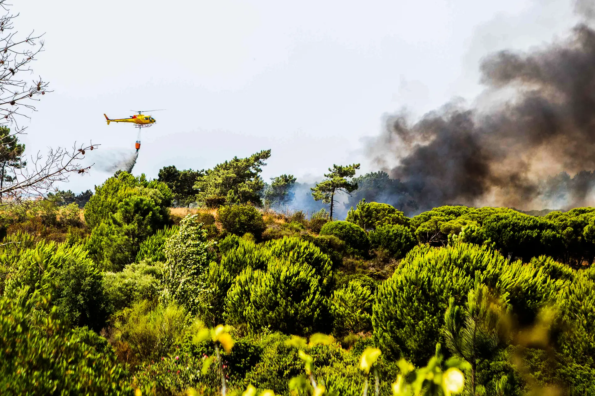 Incêndios: dois concelhos do distrito de Faro em perigo máximo