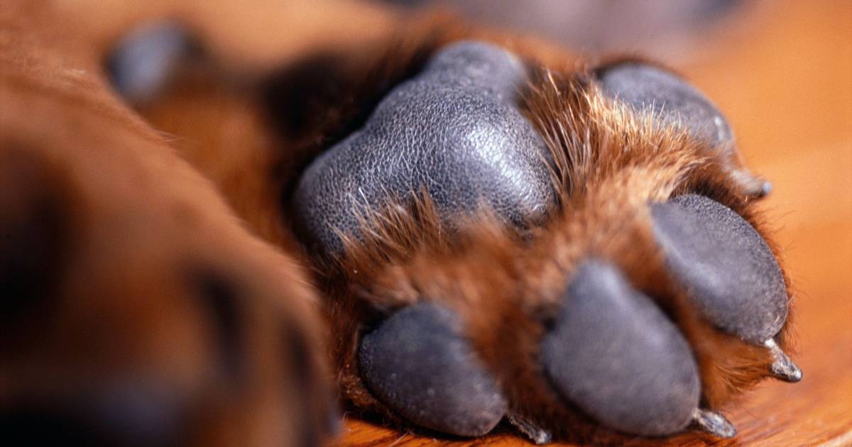 Setúbal: Rund 70 Tiere unter unzureichenden Hygienebedingungen gerettet