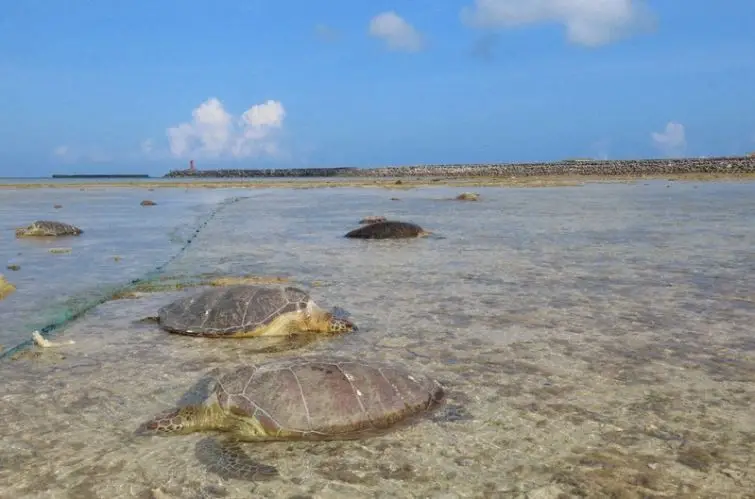 “Esfaqueei-as para me livrar delas”: dezenas de tartarugas mortas numa ilha remota ao largo do Japão