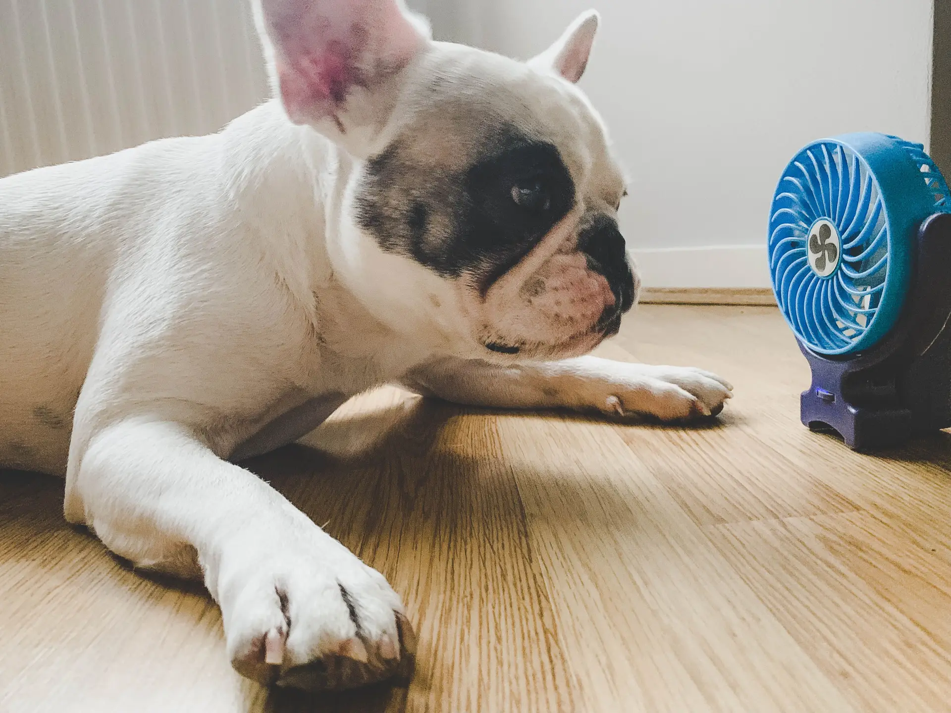 Tem animais de estimação? Saiba como mantê-los a salvo do calor