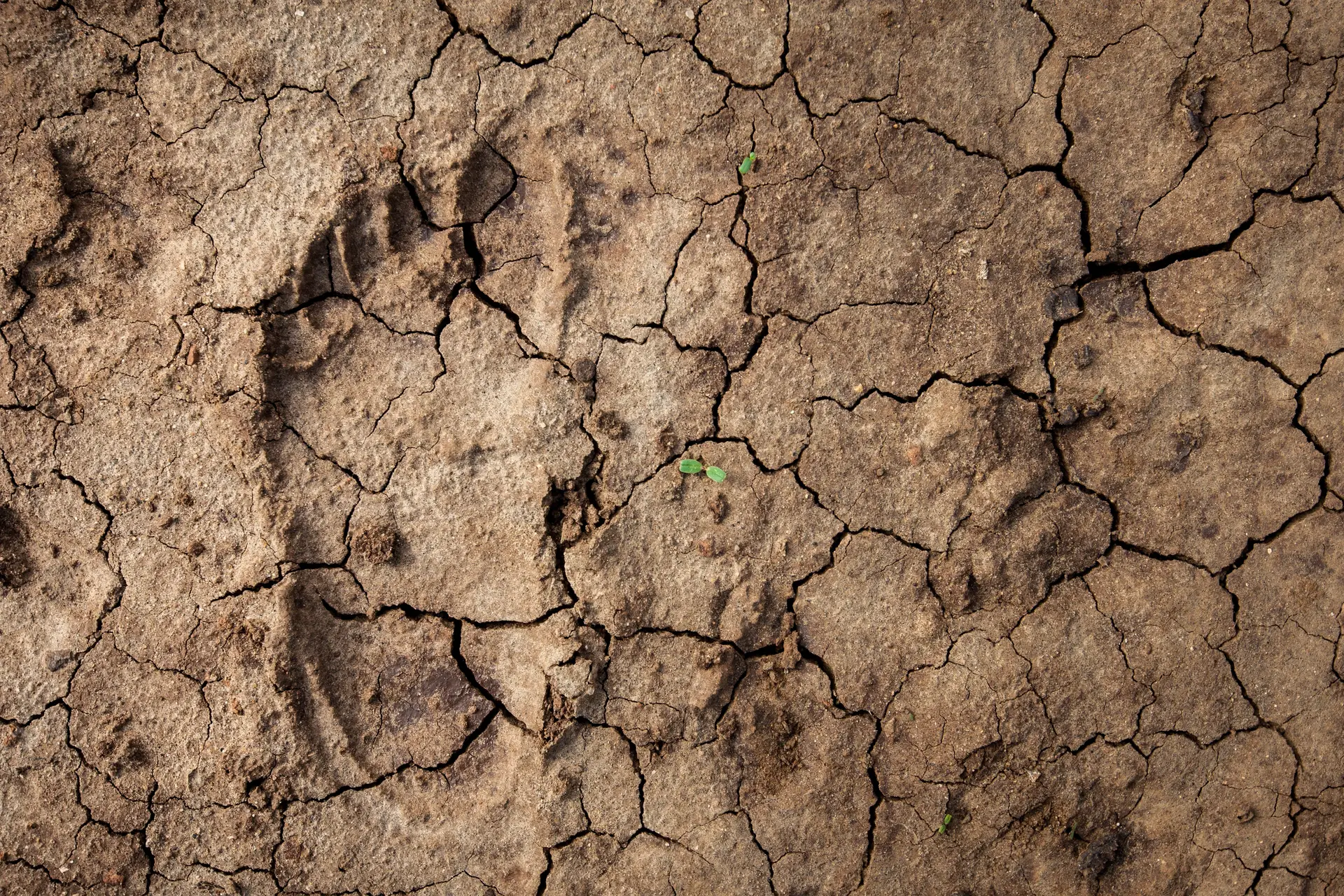 "Impacto da seca nas crianças é devastador", alerta UNICEF