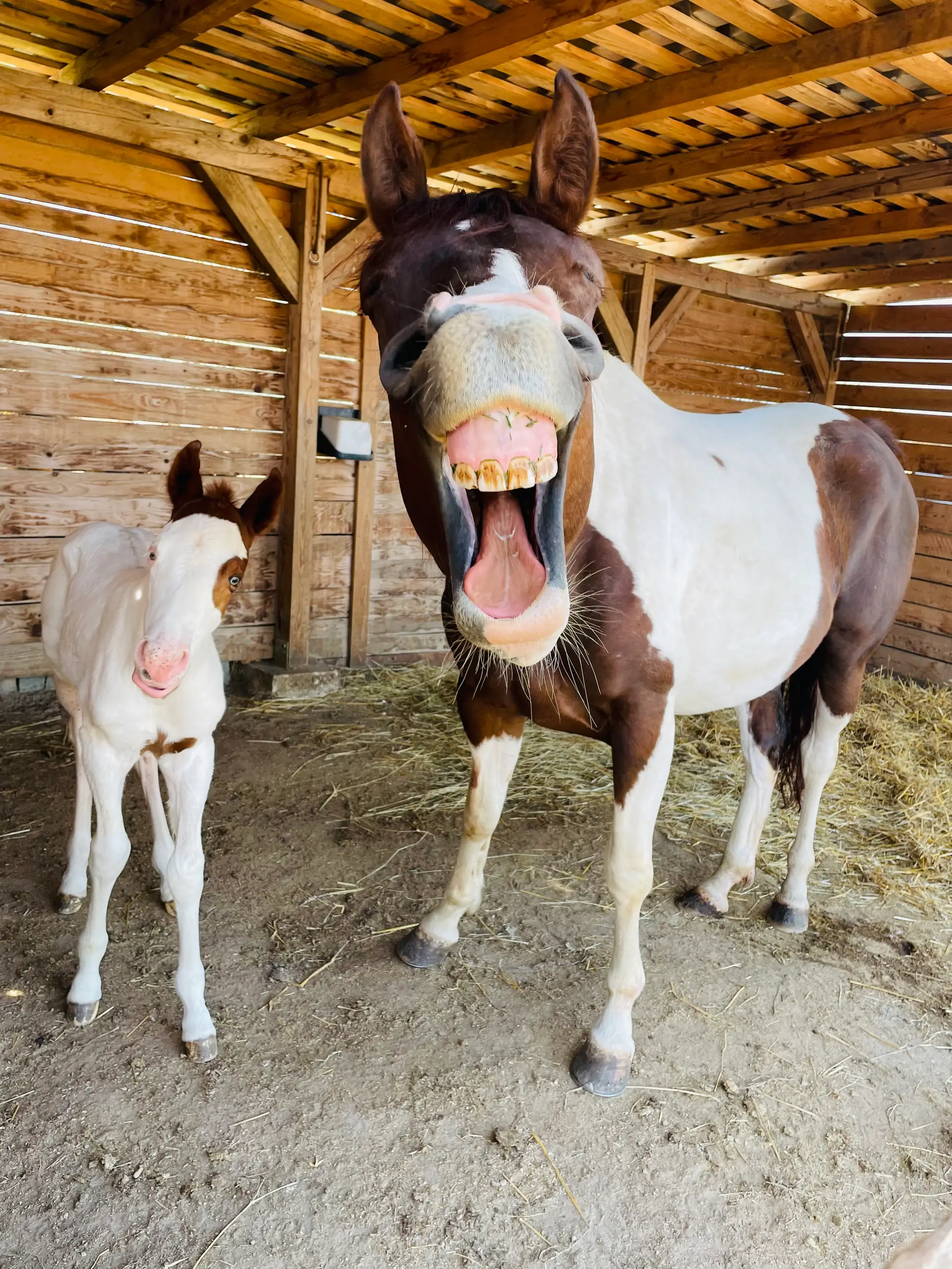 MEU CAVALO SORRI PRA MIM. SERÁ? - Tô Na Fama! - IG