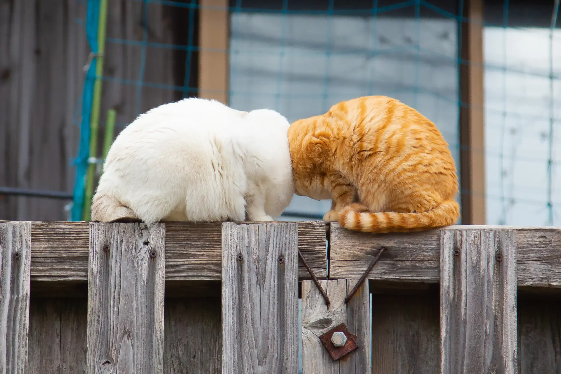 Gatos "sem cabeça" vencem foto mais cómica dos nossos animais de estimação