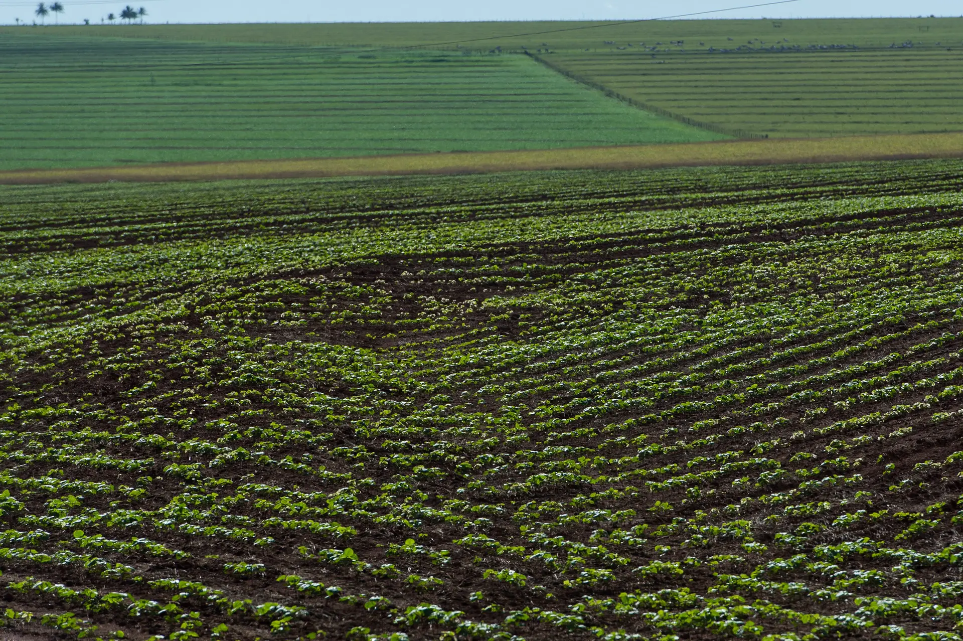 Bloco de Esquerda critica o desperdício de água na agricultura intensiva